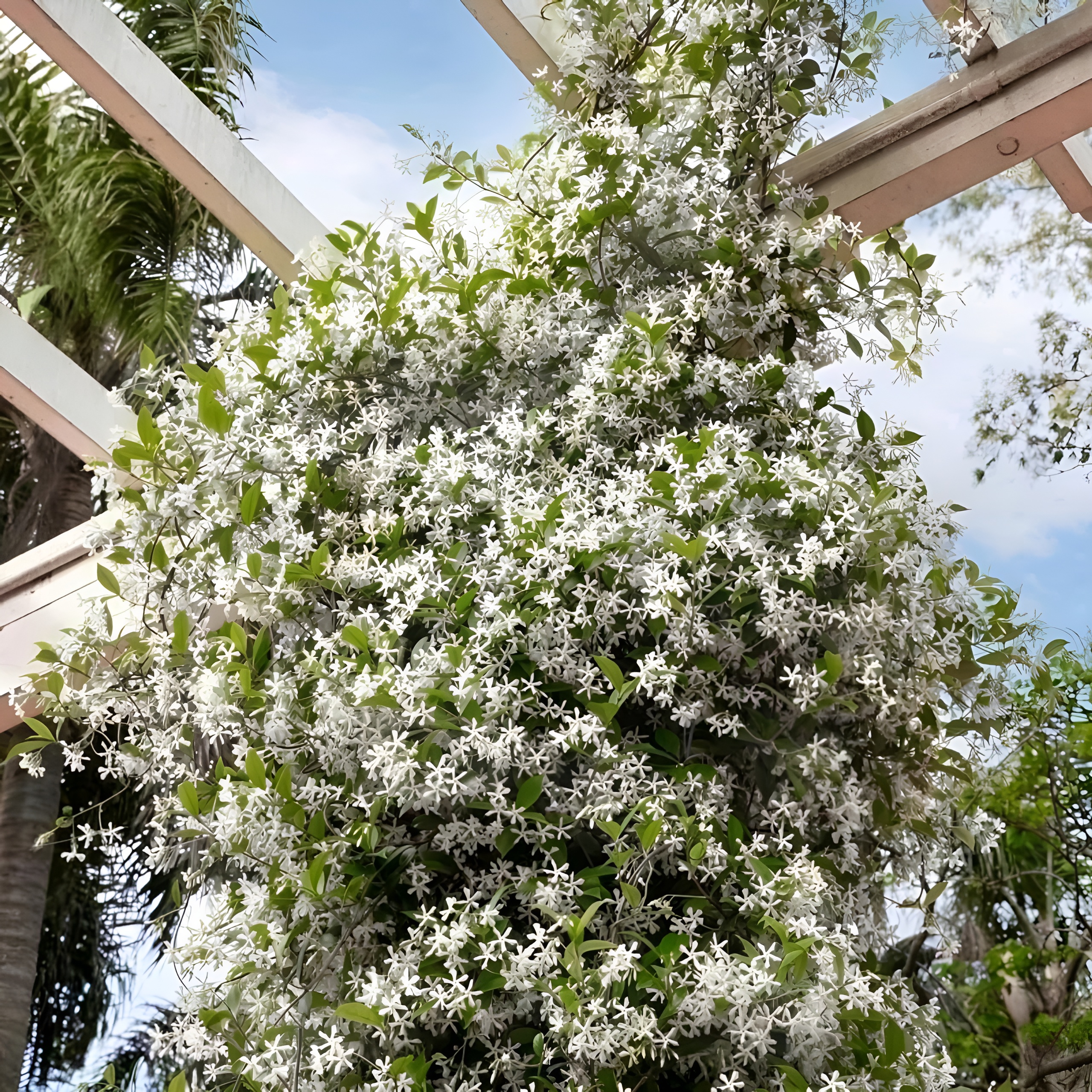 Climbing Jasmine Plant Seeds for Outdoor Indoor