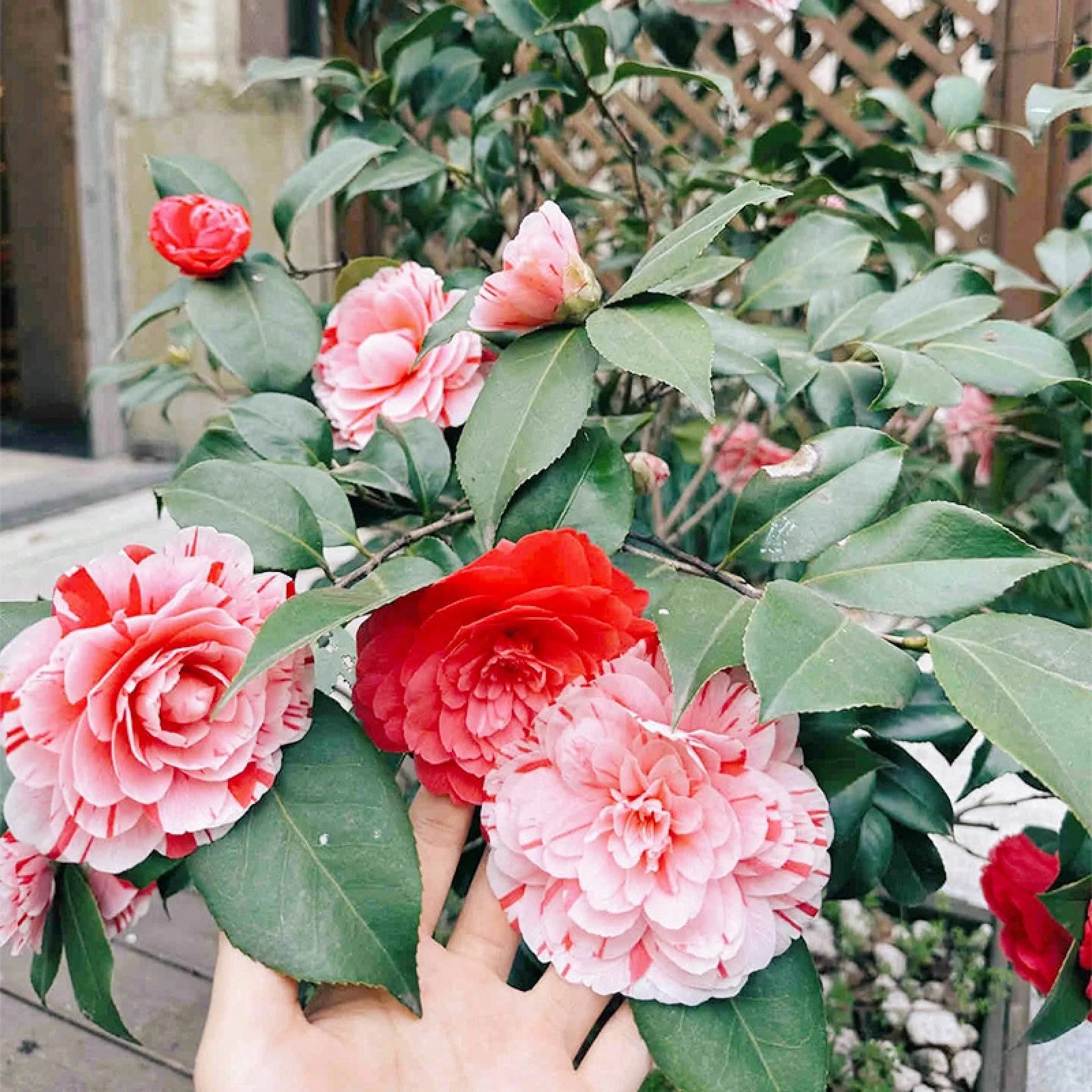 15 Plus Mixed Perennial Camellia Flower Planting Seeds