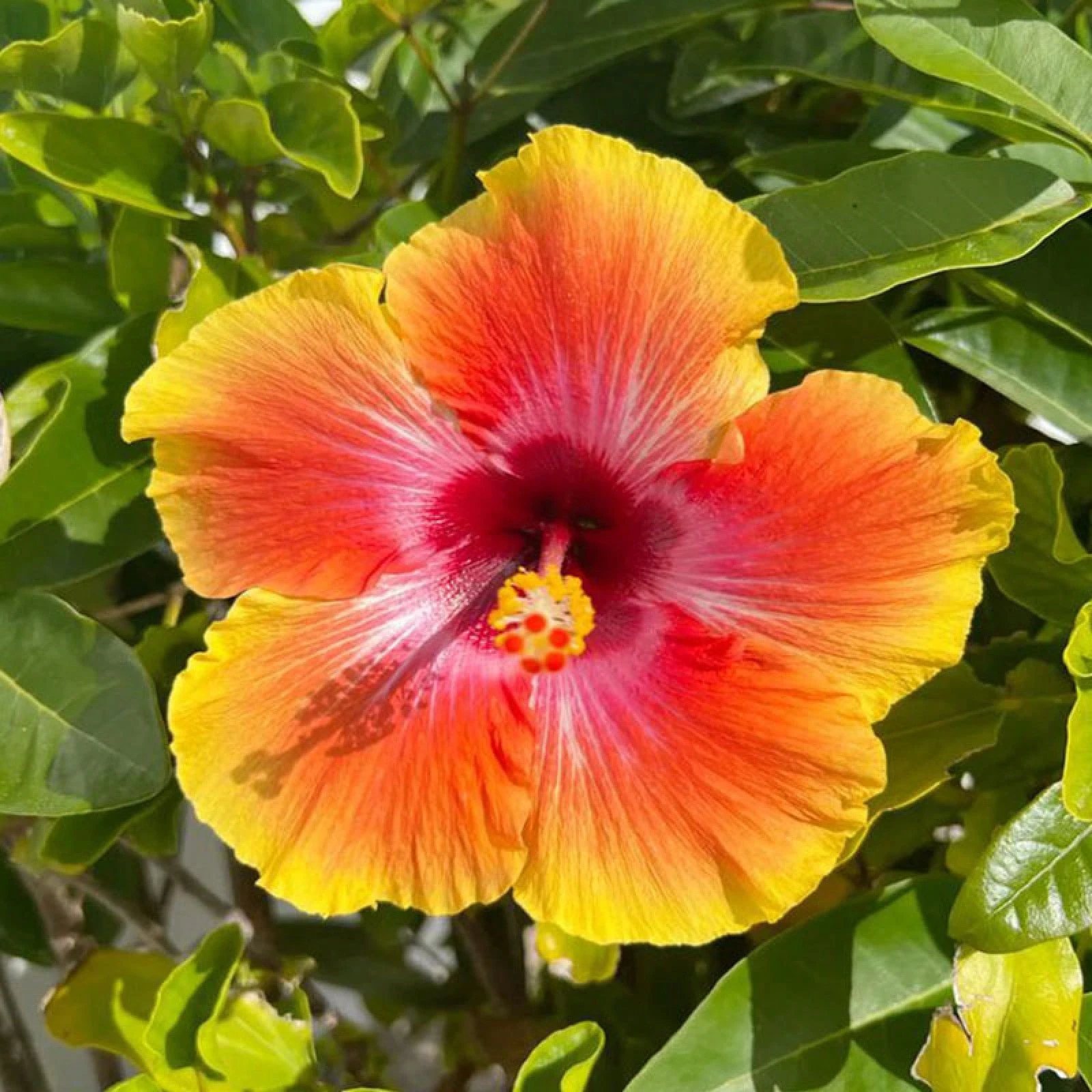30+ Hibiscus Planting Seeds Colorful Perennial Flower