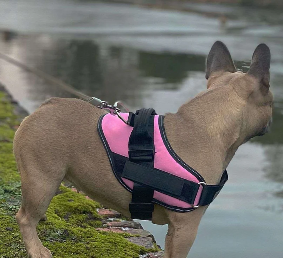 Personalised No Pull Dog Harness