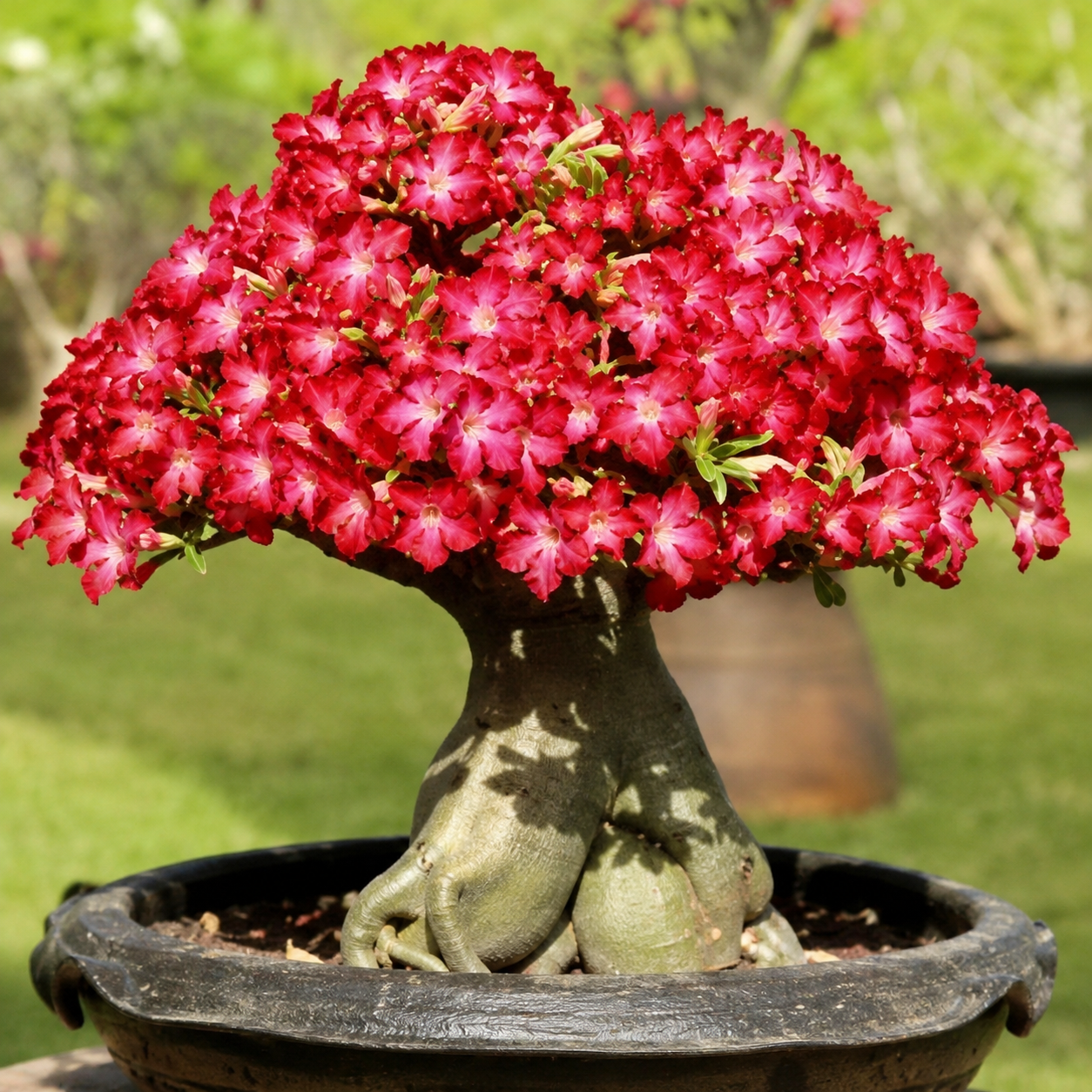 50 Pieces Desert Rose Flower Home Garden Seeds