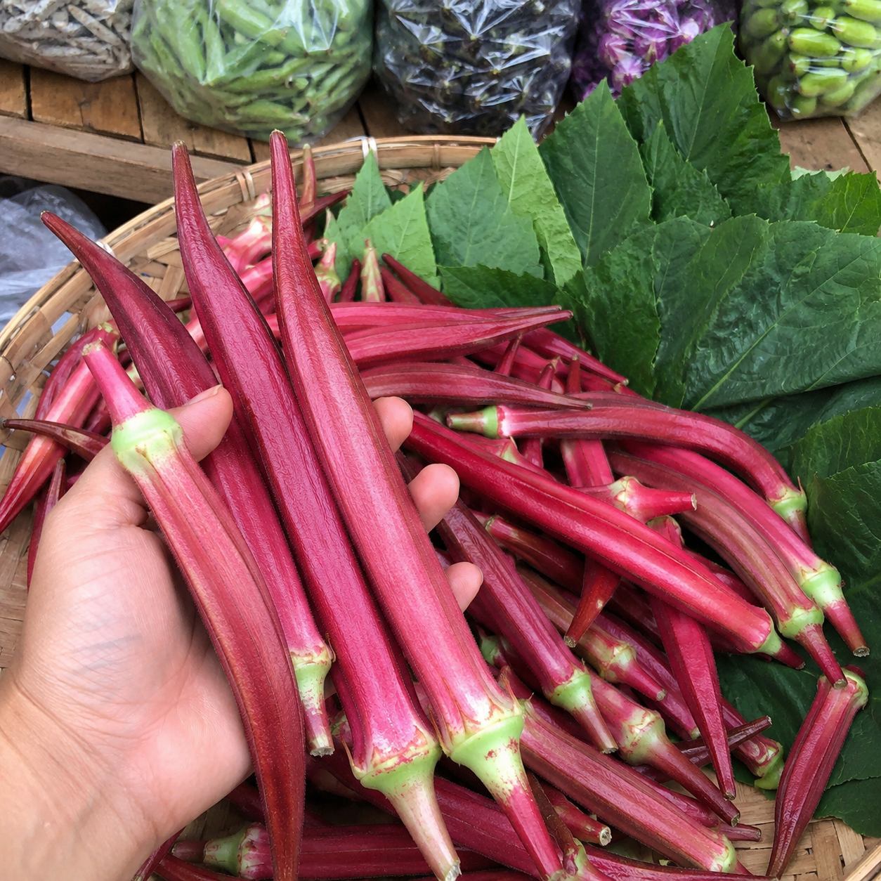 50 Pieces Heirloom Okra Seeds For Home Garden  