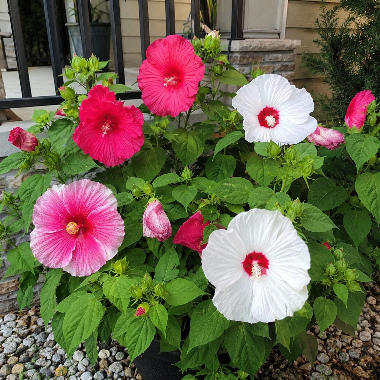 100 Pieces Mixed Giant Hibiscus Seeds for Outdoor Garden Planting