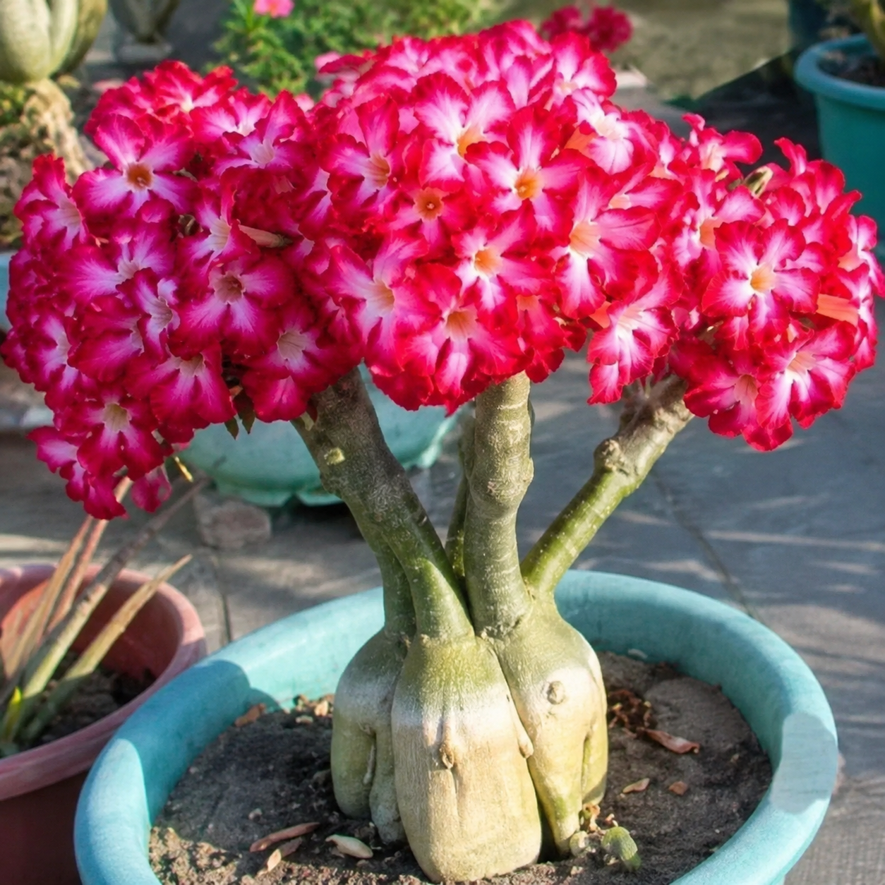 50 Pieces Desert Rose Flower Home Garden Seeds