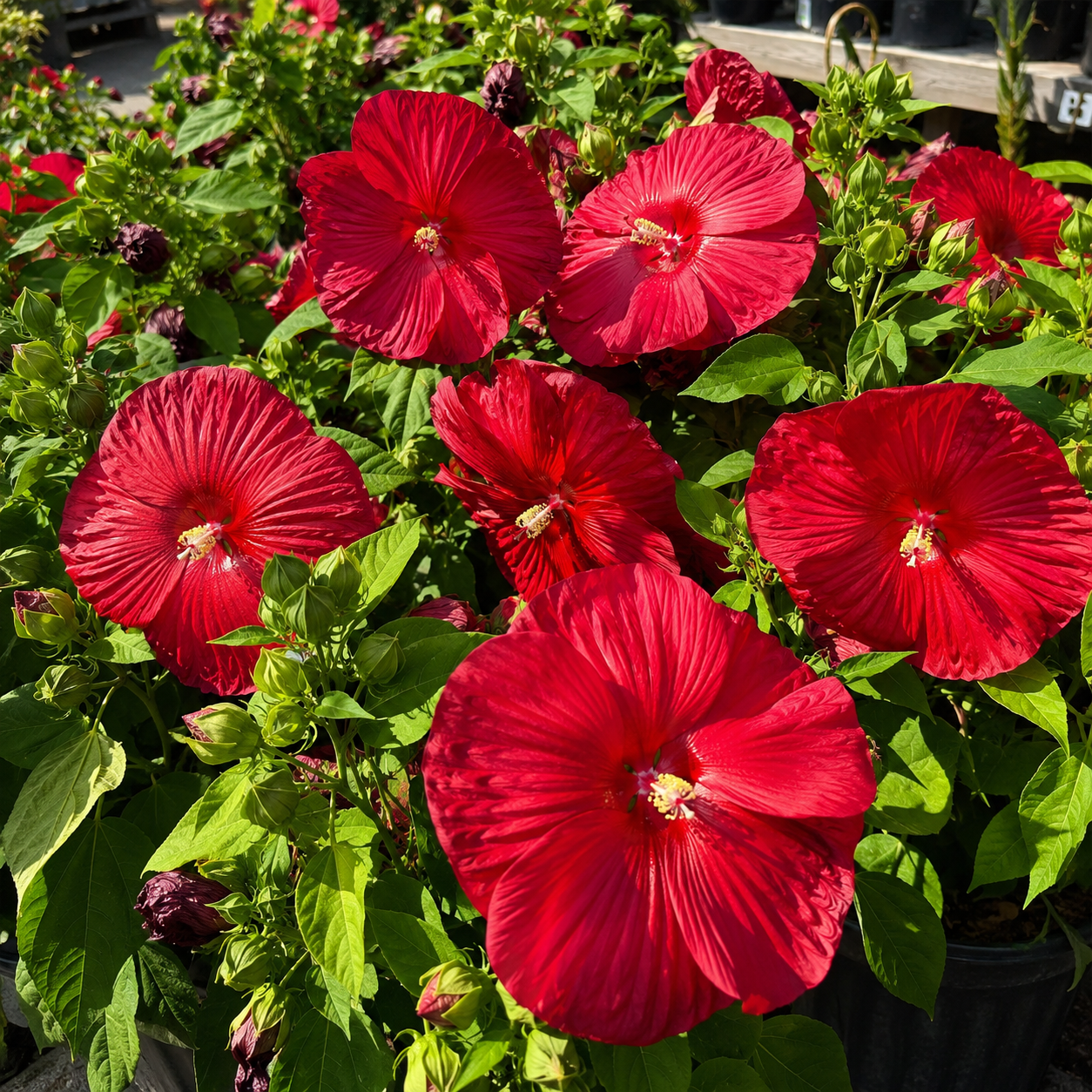 100 Pieces Mixed Giant Hibiscus Seeds for Outdoor Garden Planting
