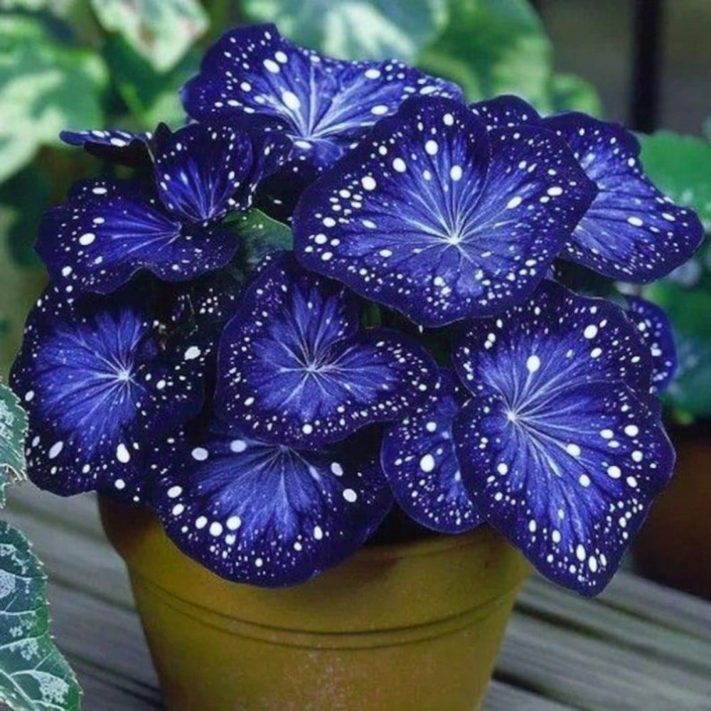 All Season Hosta Plant Seeds For Garden And Outdoor Decor