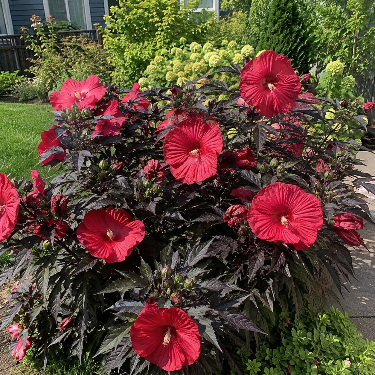 100 Pieces Mixed Giant Hibiscus Seeds for Outdoor Garden Planting