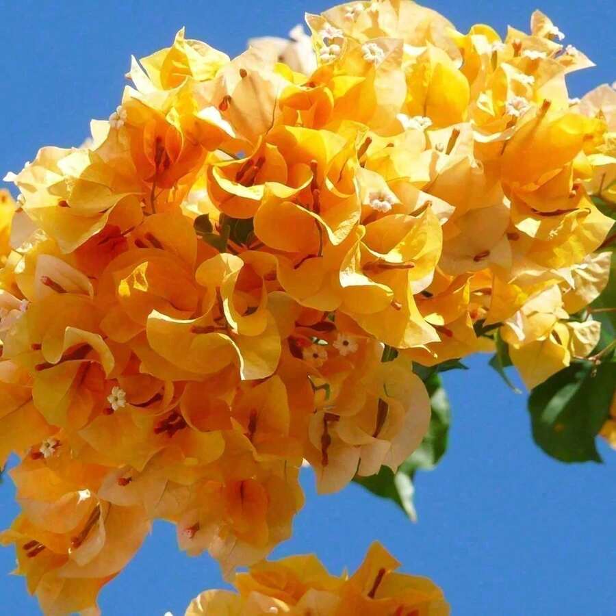 Mixed Color Perennial Bougainvillea Flower Plant Seeds For Diy And Home Gardens