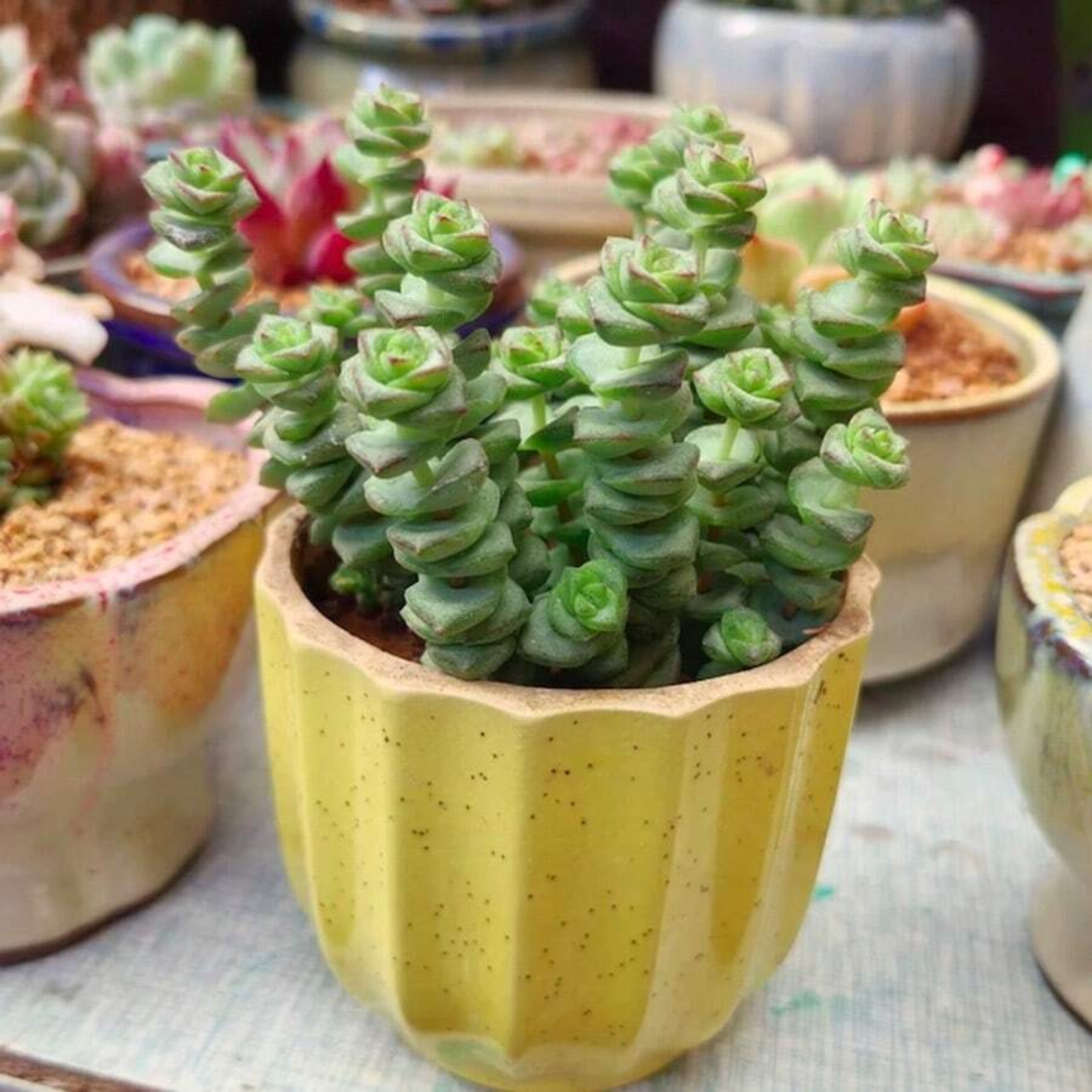 Live Lucky Rose Shaped Crassula Baby Necklace Spiral Succulent Plant Seeds