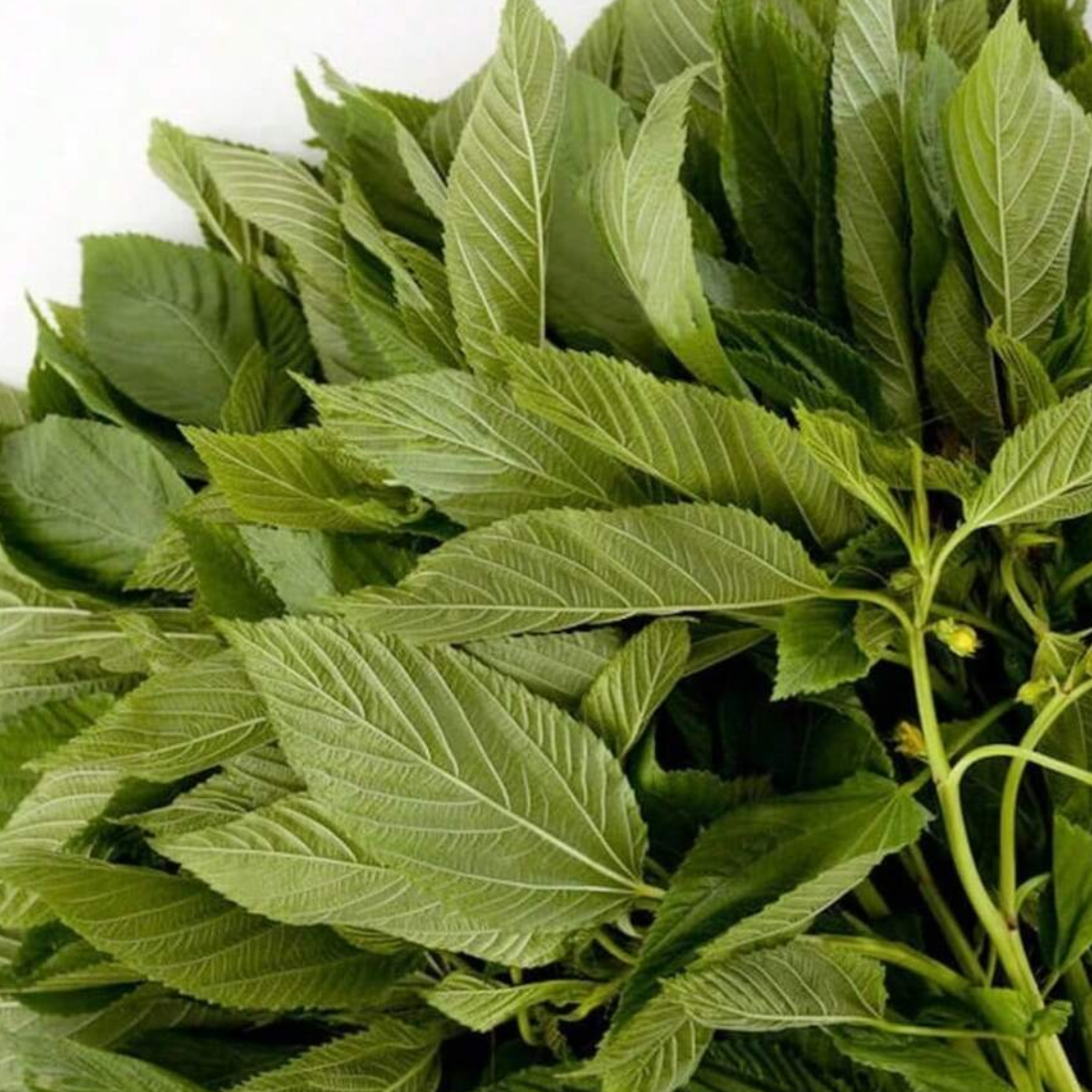 Non Gmo Perennial Egyptian Spinach Plants Seeds For Growing Fresh Molokhia