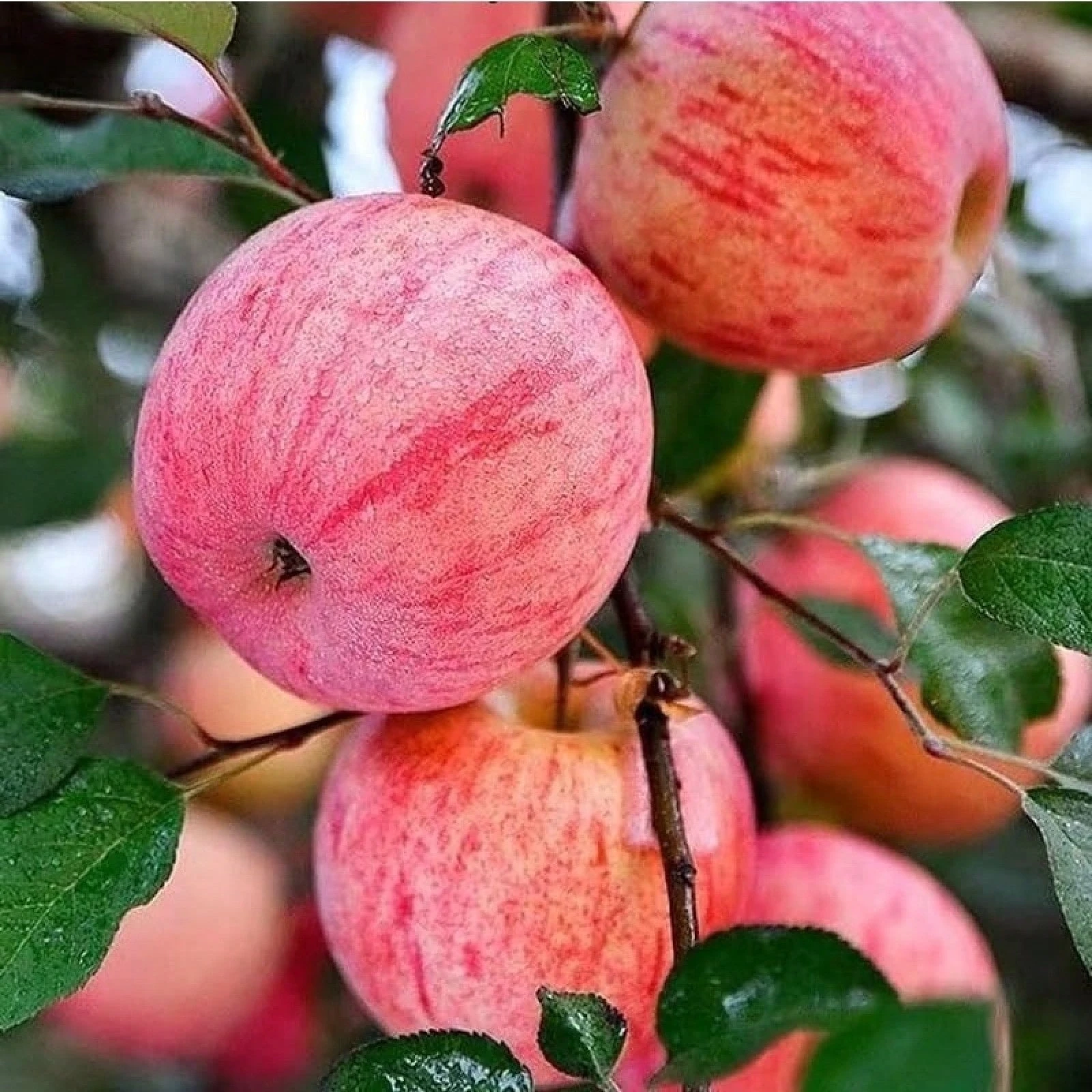 Honeycrisp Apple Tree Seeds