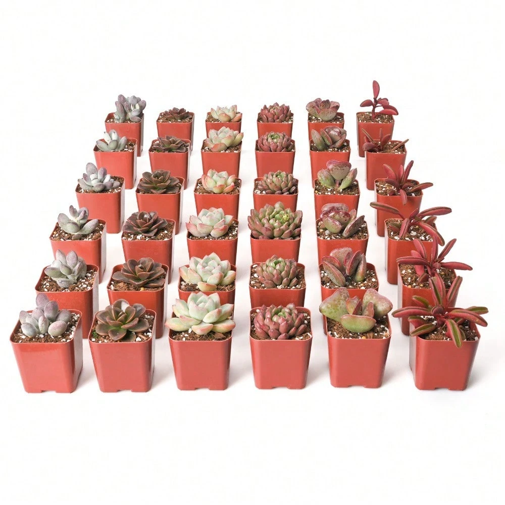 50 Succulent Plants Seeds With Excellent Germination For Garden Decoration