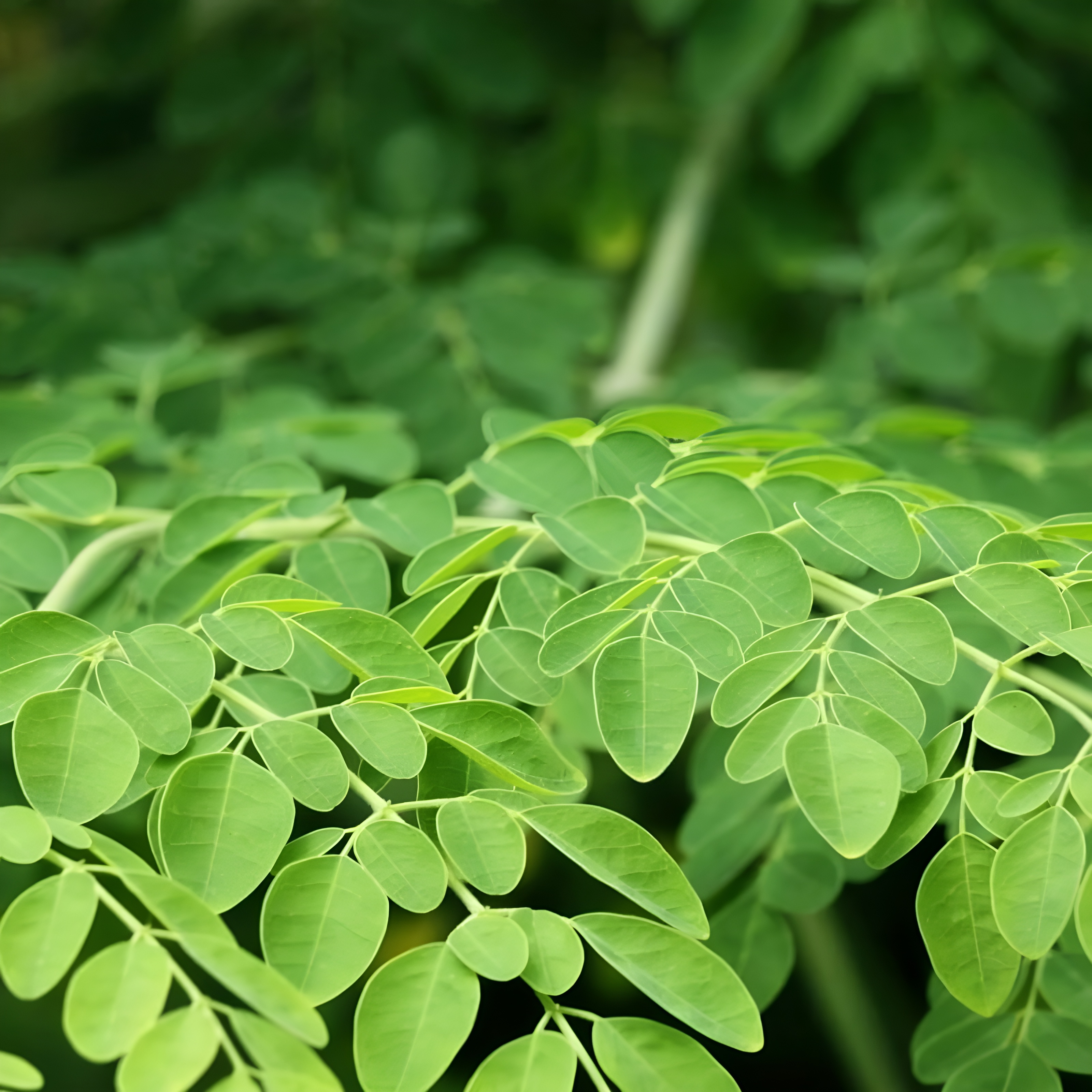 Moringa Tree Plants Seed For Planting