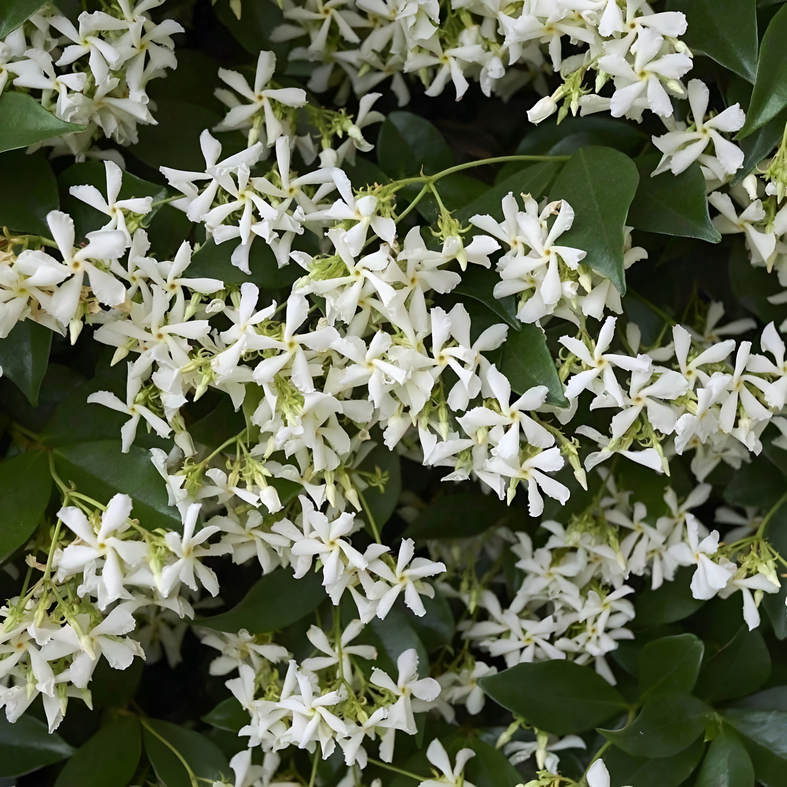 Climbing Jasmine Plant Seeds for Outdoor Indoor