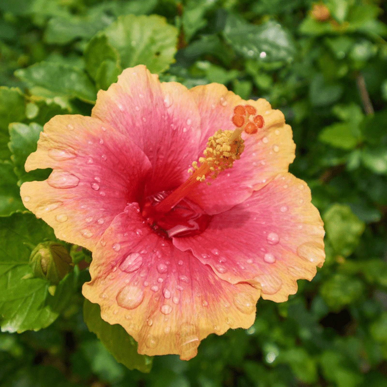 30+ Hibiscus Planting Seeds Colorful Perennial Flower
