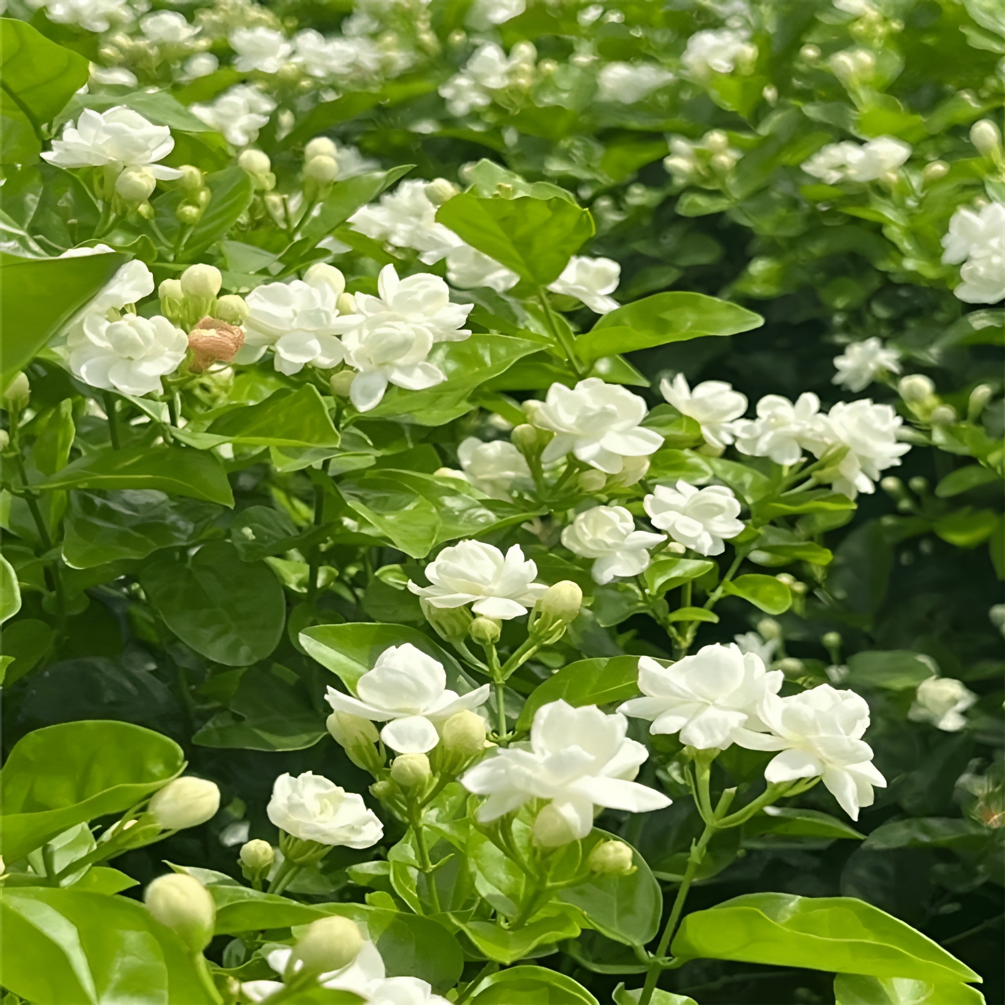 Night Blooming Jasmine Plant Seeds