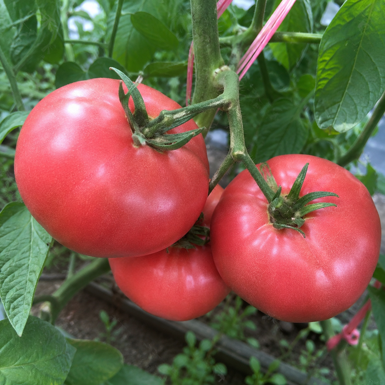 High Germination Seeds Family Garden Tomato