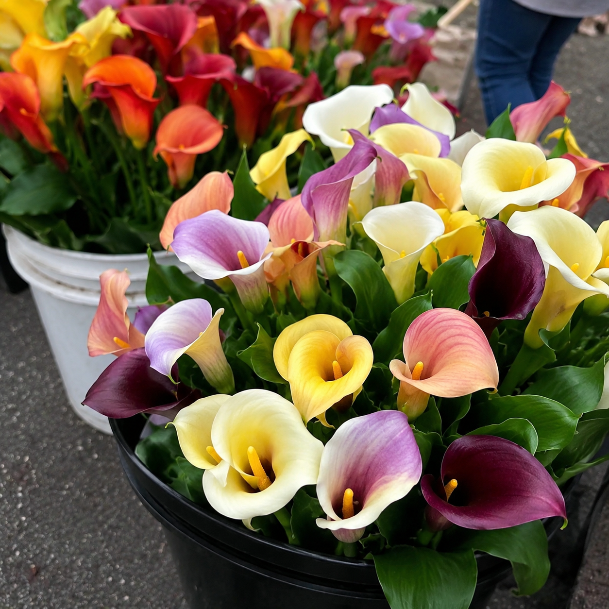 100 Pieces Calla Lily Mix Color Perennial Flower Seeds