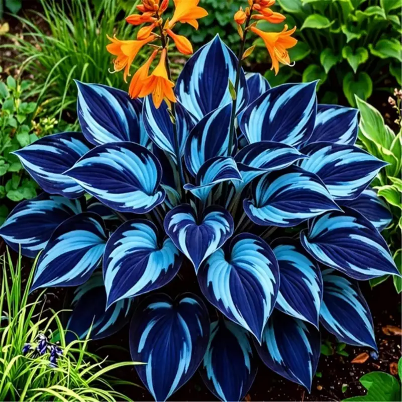  Mix Color 300 Perennial Hosta Outdoor Flower Seeds For Garden