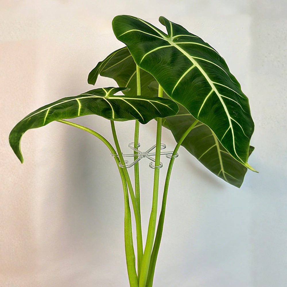 Sturdy Plastic Trellis Support Clips For Climbing Plants Indoor Outdoor Decoration