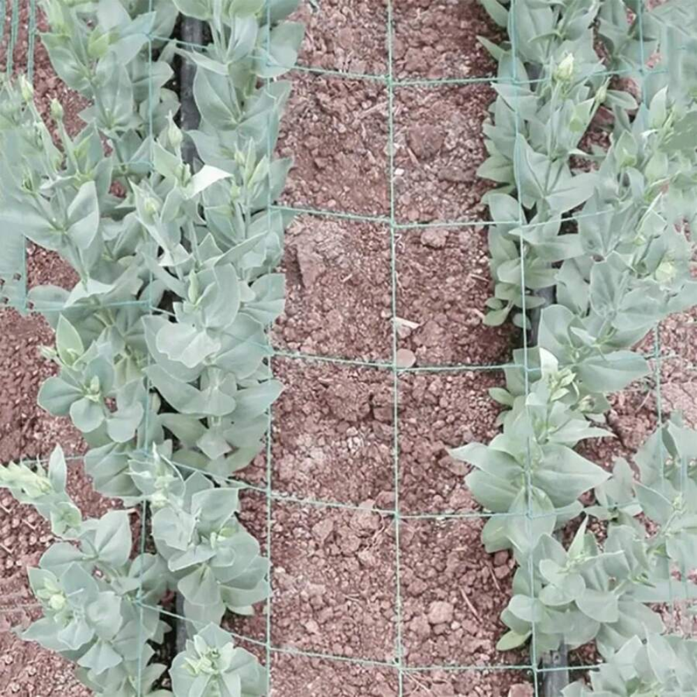 Square Grid Plant Climbing Net For Cucumber Growing In Garden