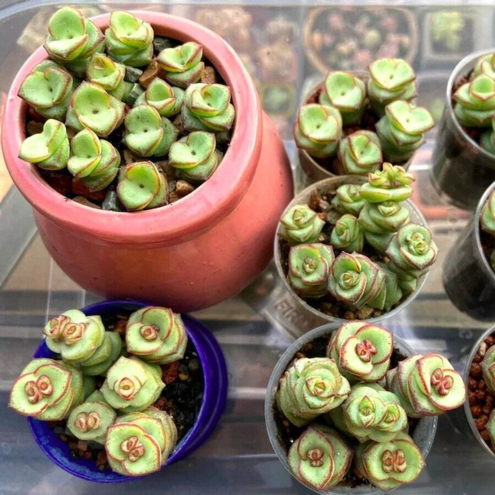 Live Lucky Rose Shaped Crassula Baby Necklace Spiral Succulent Plant Seeds