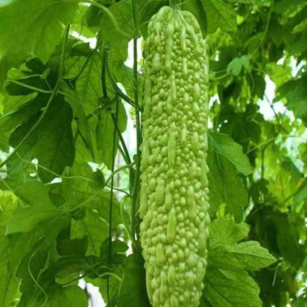 Bitter Gourd Ampalaya Long Green Plants Seeds 10 Pack