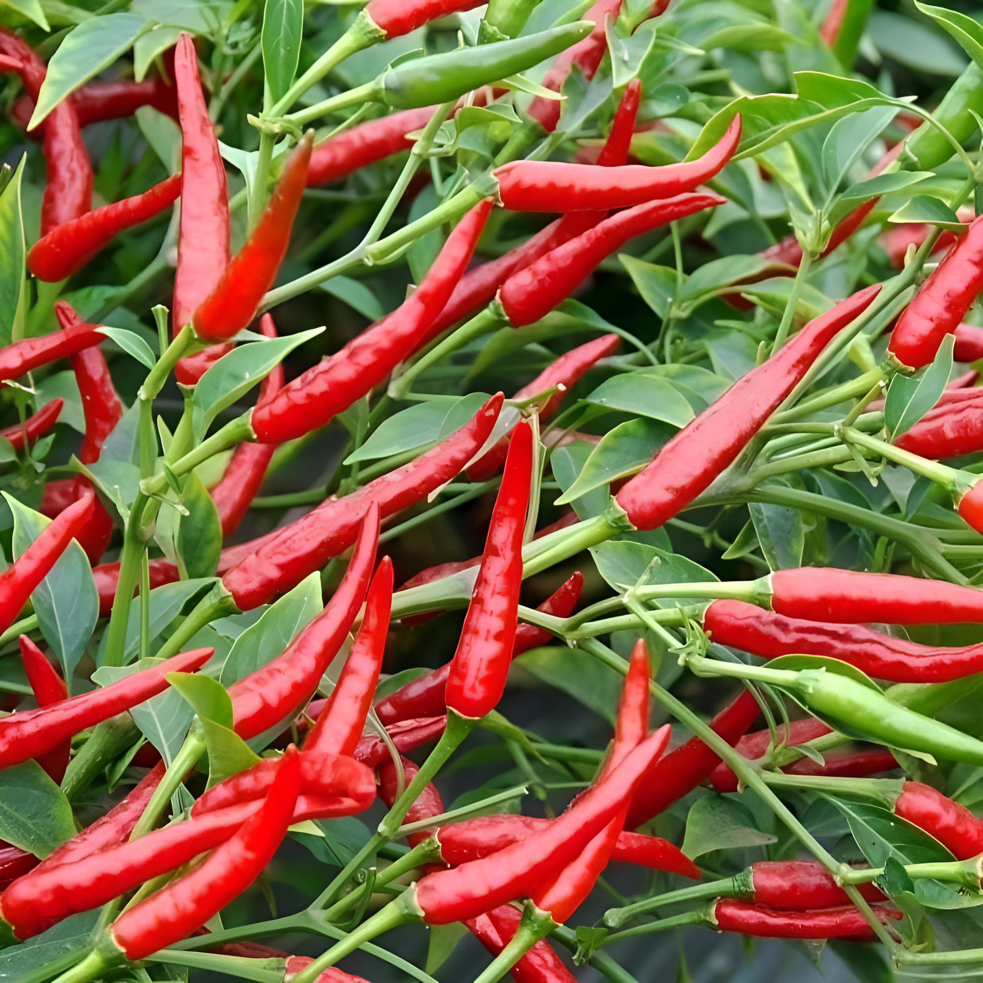 100 Chili Plants Seeds For Balcony Garden Sowing