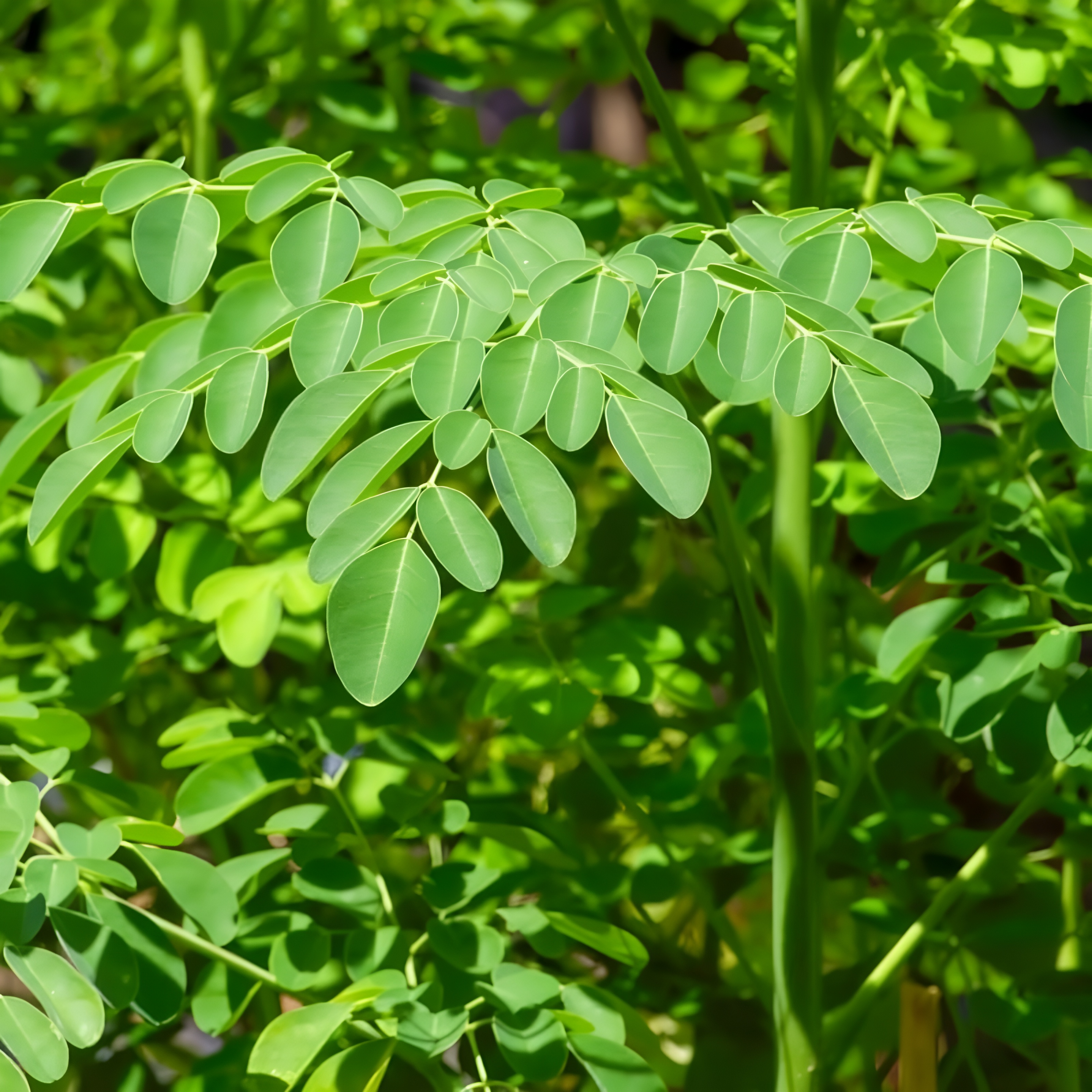 Moringa Tree Plants Seed For Planting