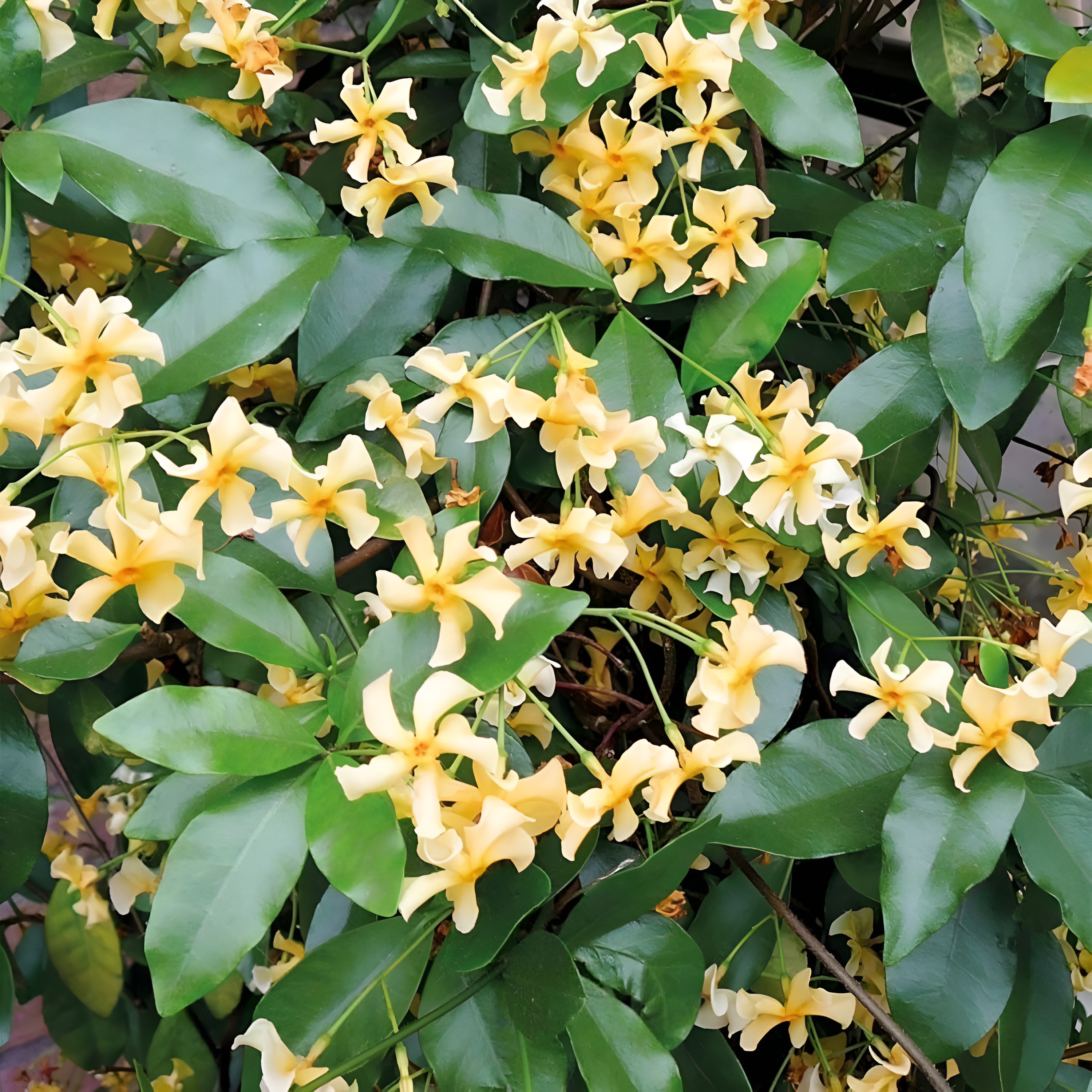 Climbing Jasmine Plant Seeds for Outdoor Indoor