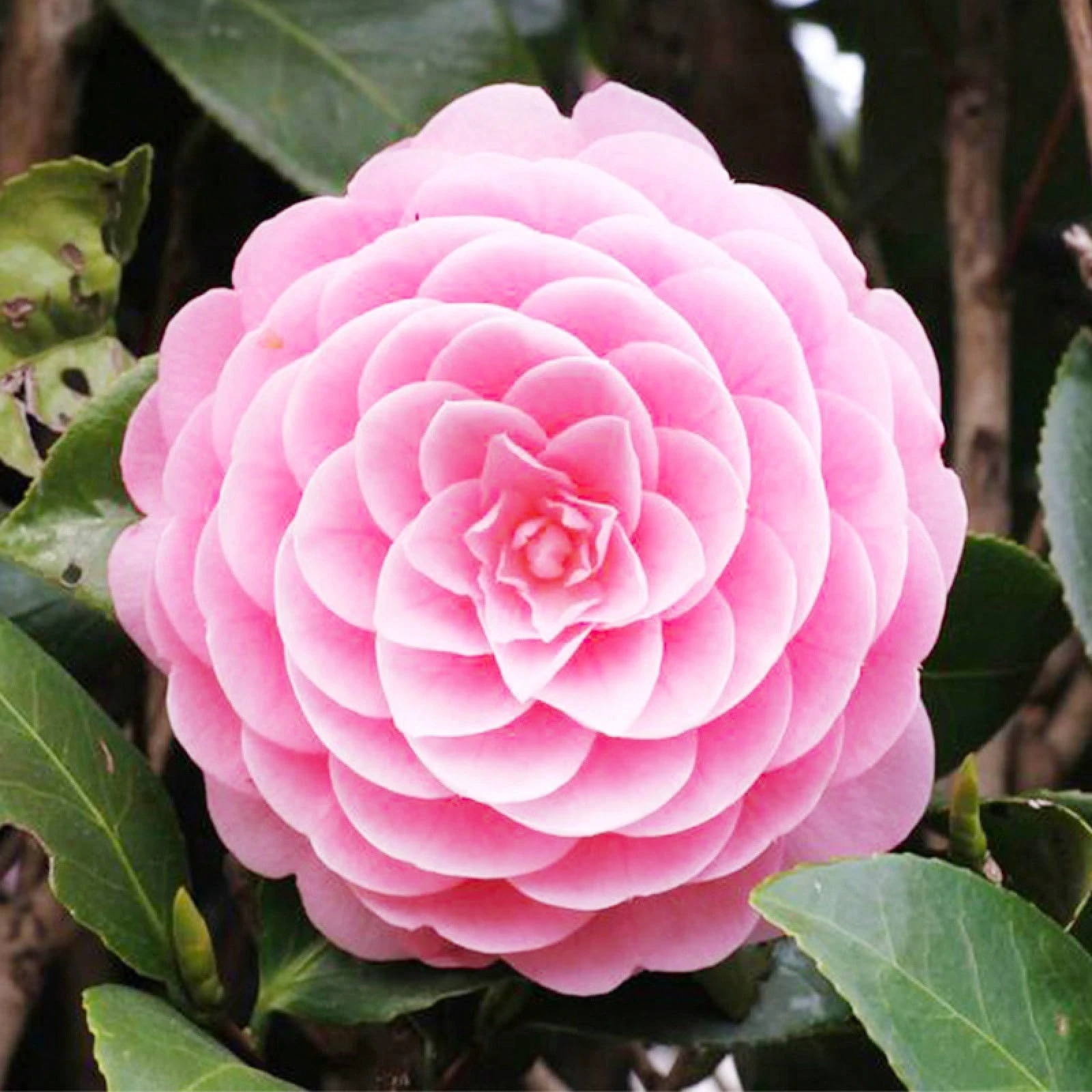 15 Plus Mixed Perennial Camellia Flower Planting Seeds