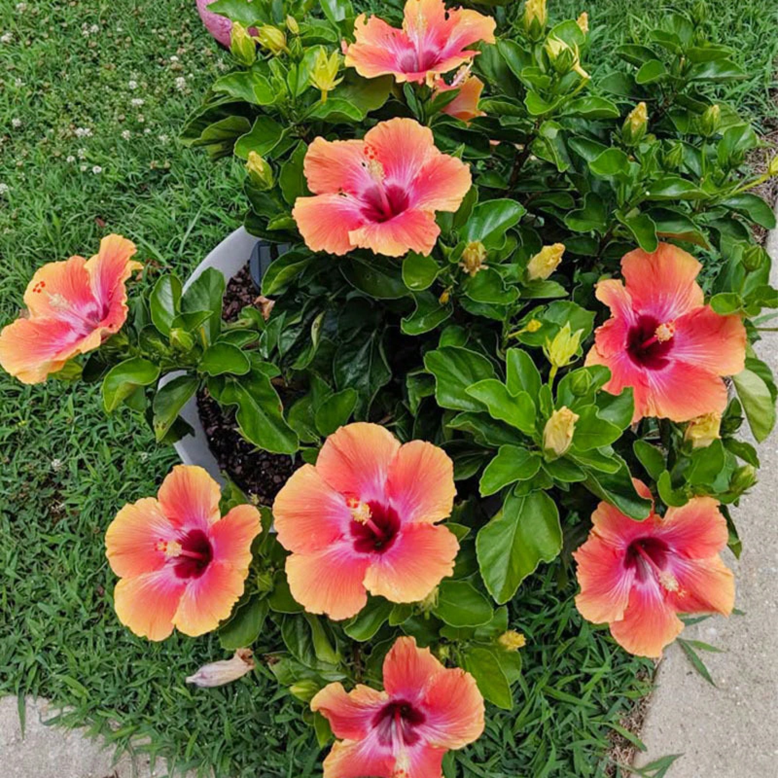 30+ Hibiscus Planting Seeds Colorful Perennial Flower