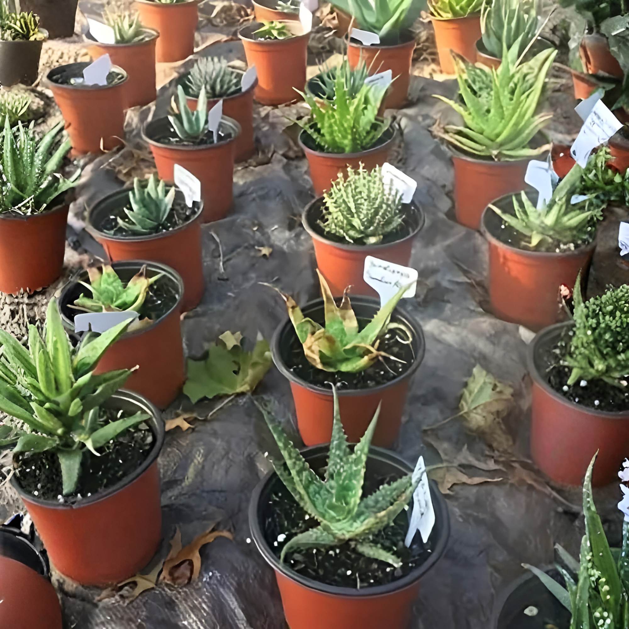 T Shape Plant Labels Waterproof Garden Signs For Potted Plants