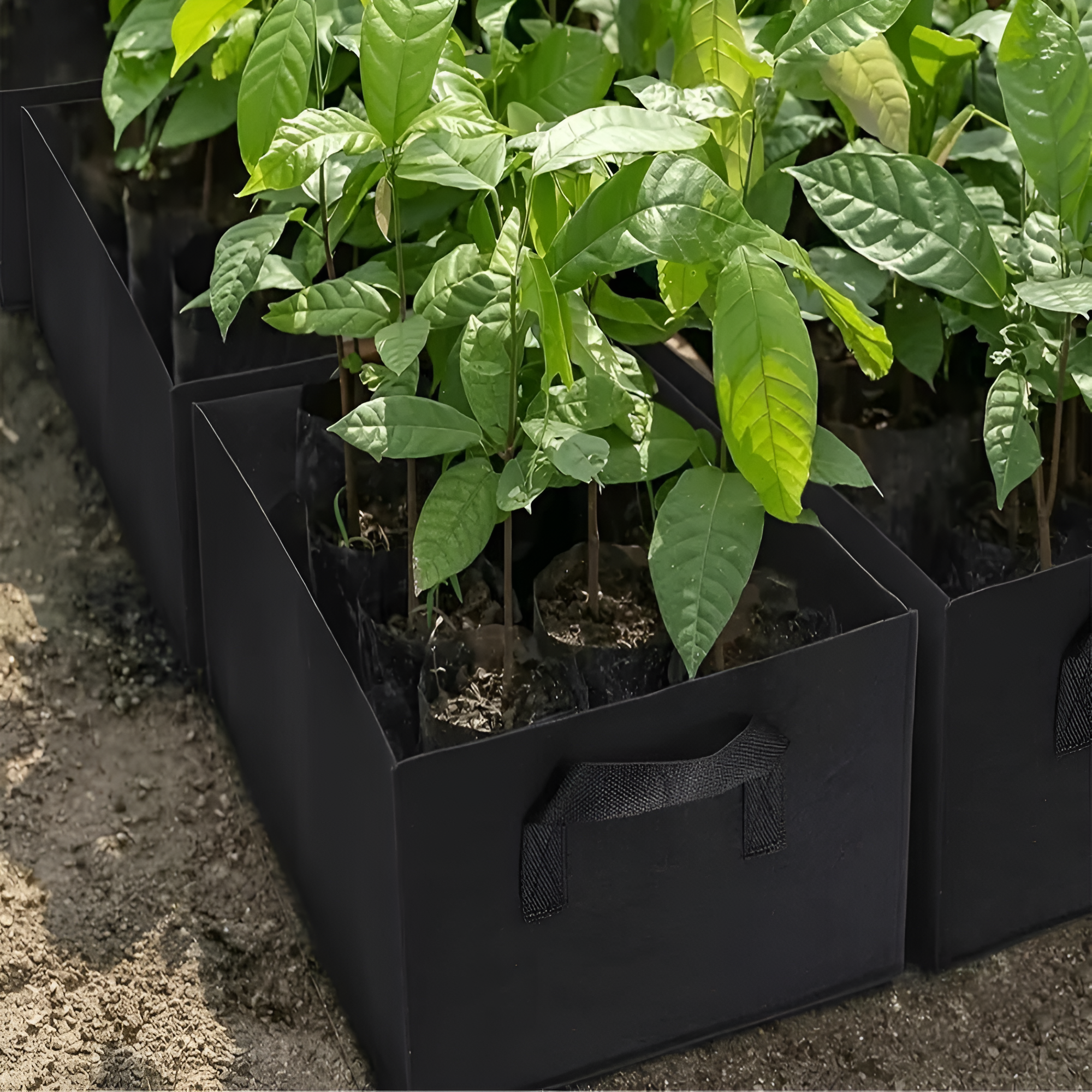 Multi Size Planting Bag With Handle For Vegetables And Tomatoes