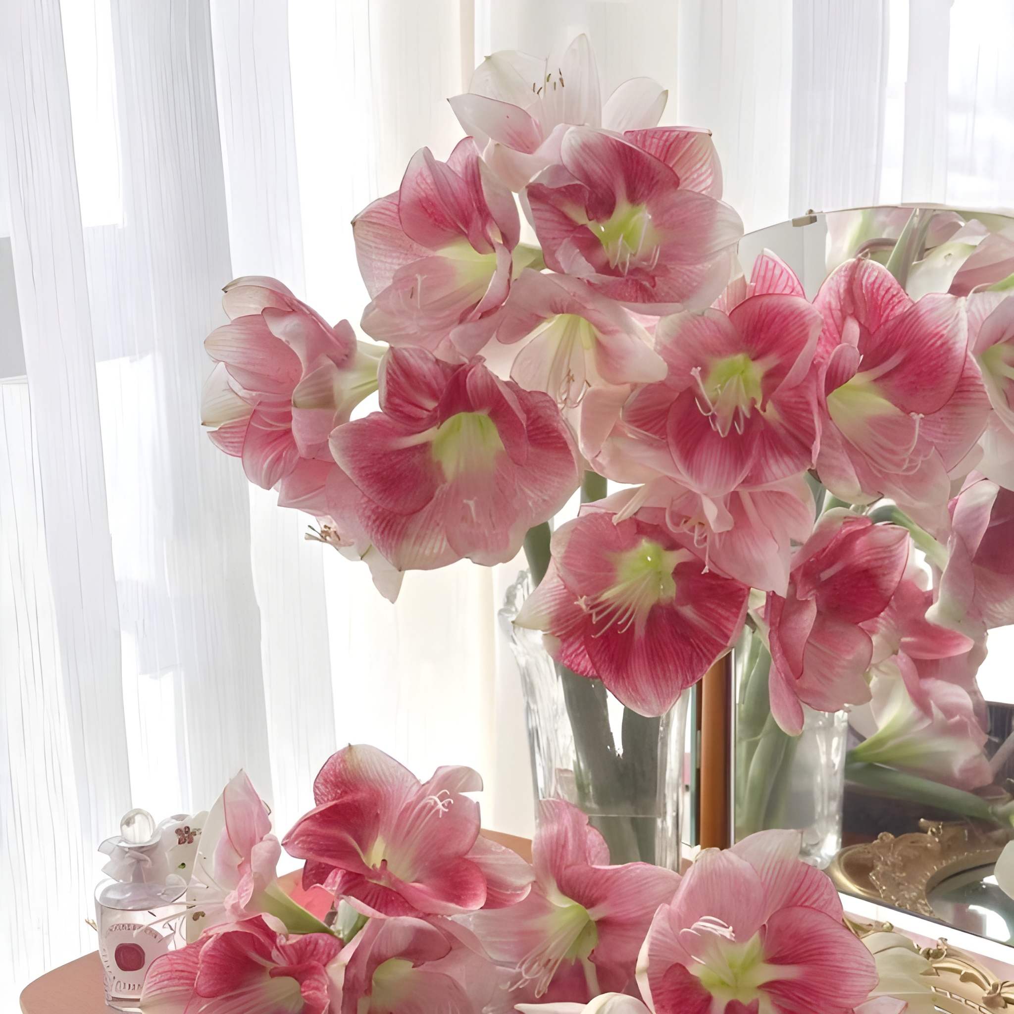 500 Hippeastrum Fragrant Flower Seeds