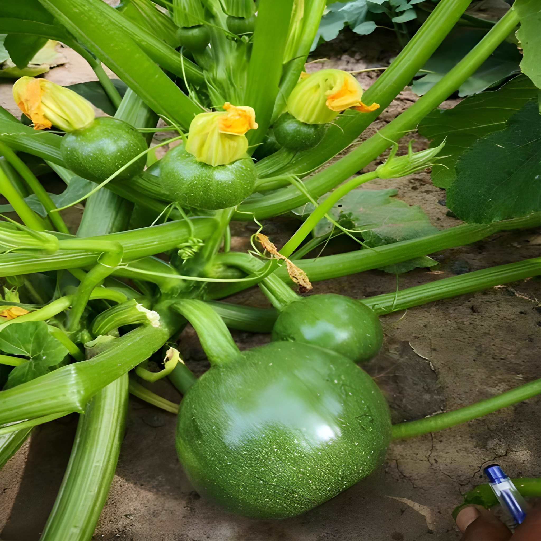 500 Pieces Heirloom Round Zucchini Seeds 