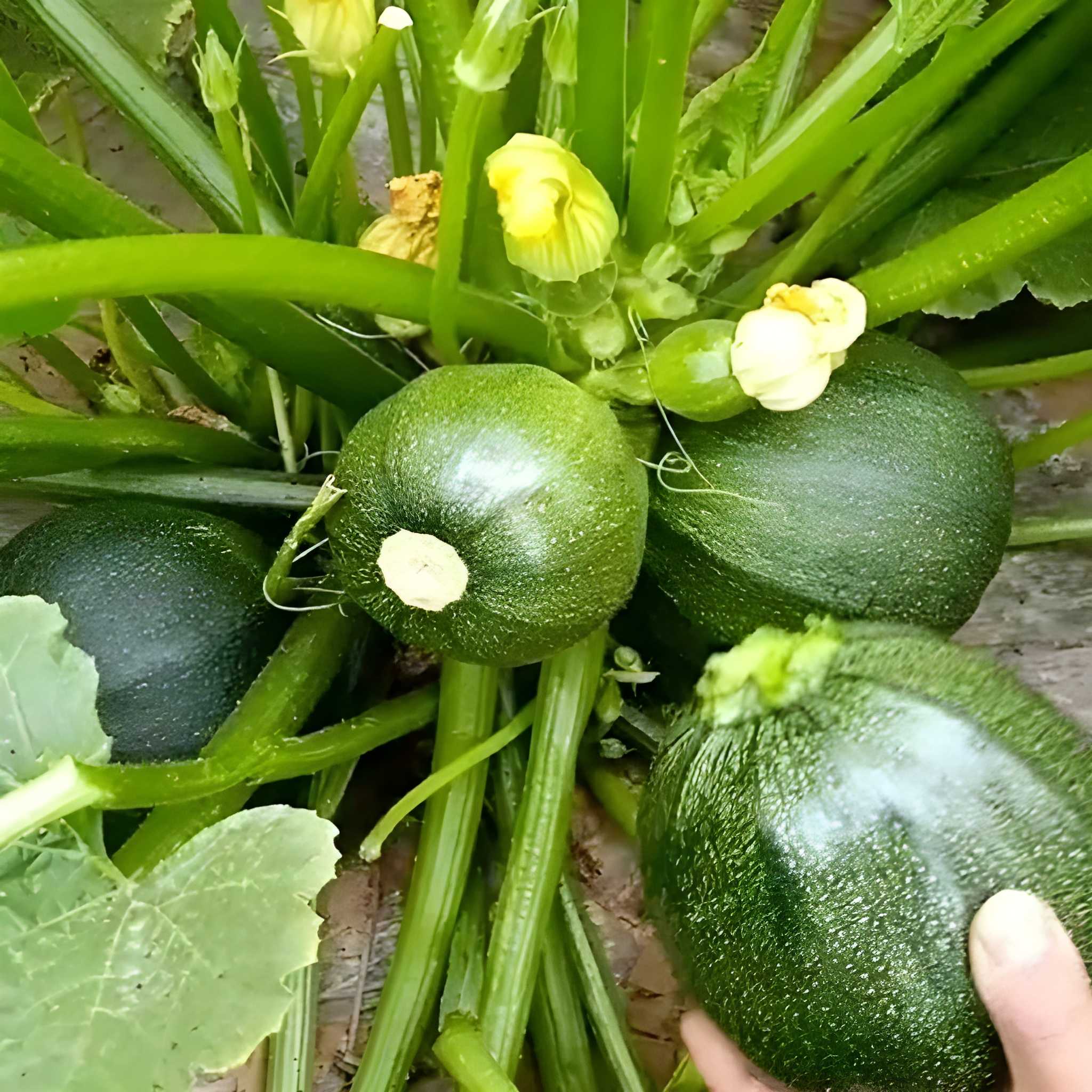 500 Pieces Heirloom Round Zucchini Seeds 