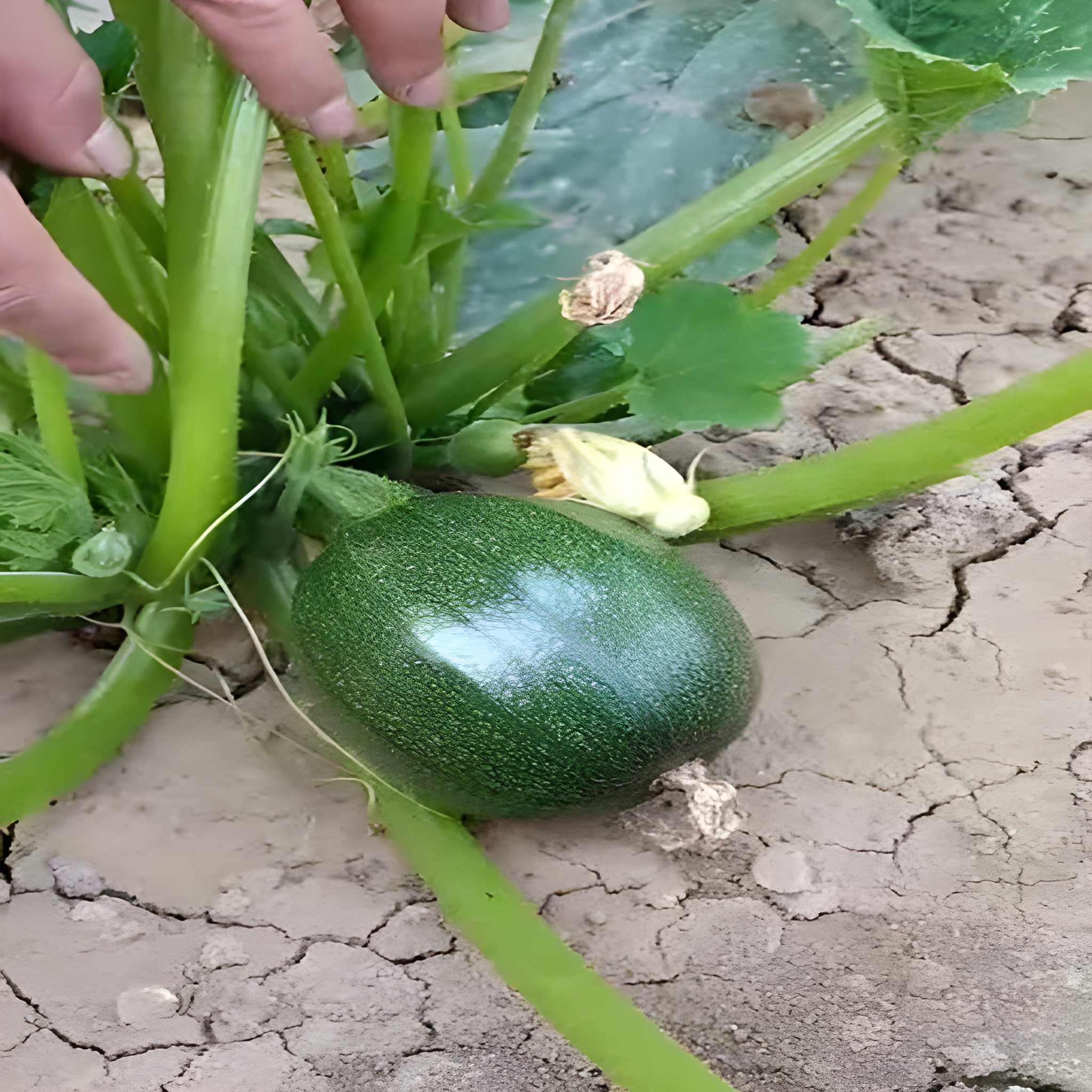 500 Pieces Heirloom Round Zucchini Seeds 