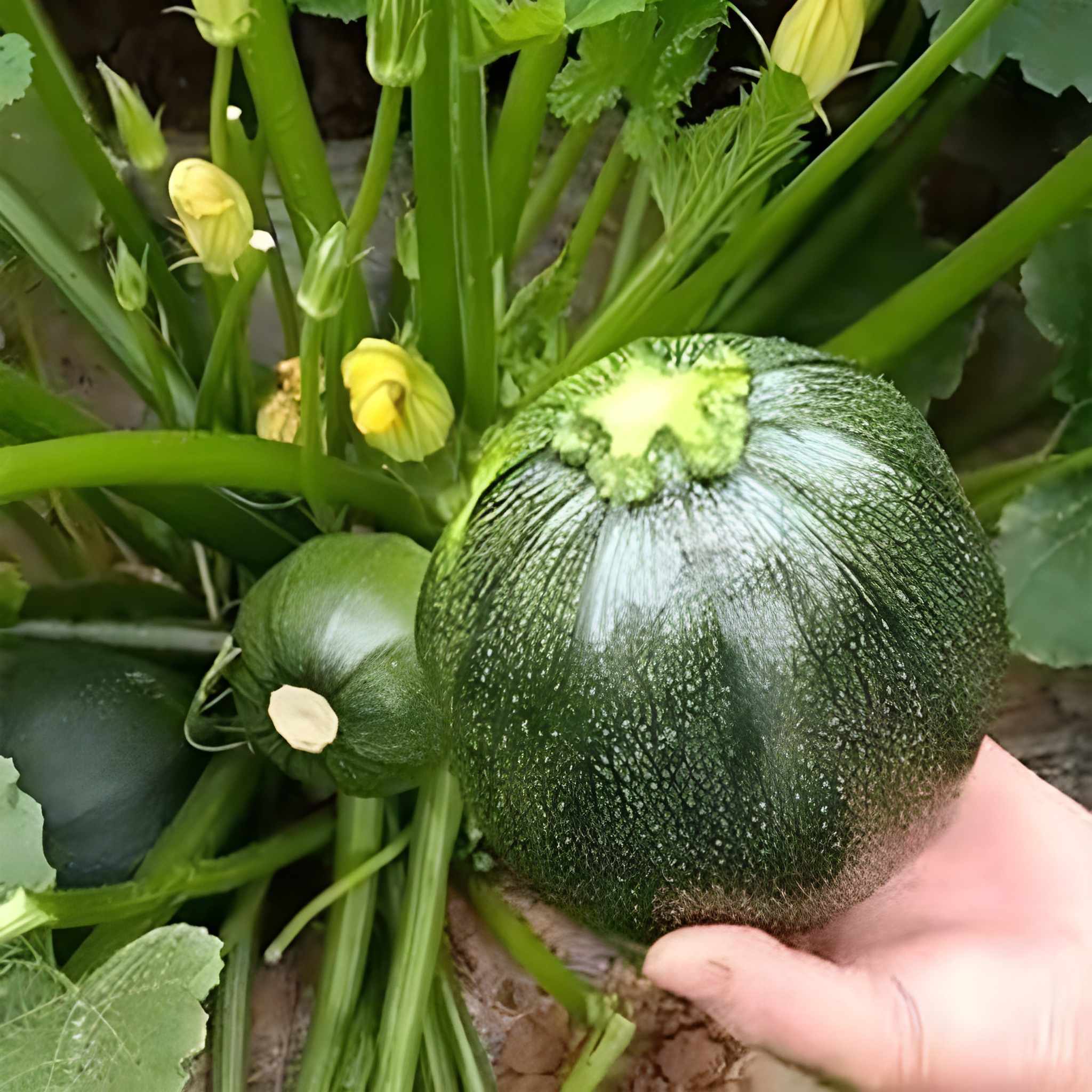 500 Pieces Heirloom Round Zucchini Seeds 