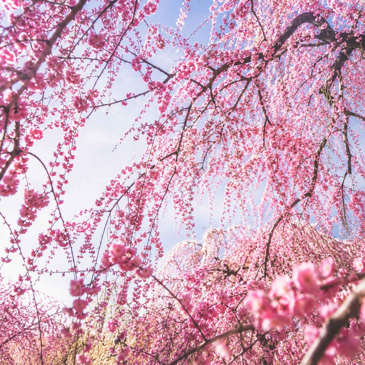 50 Pieces Japanese Weeping Cherry Blossom Garden Seeds