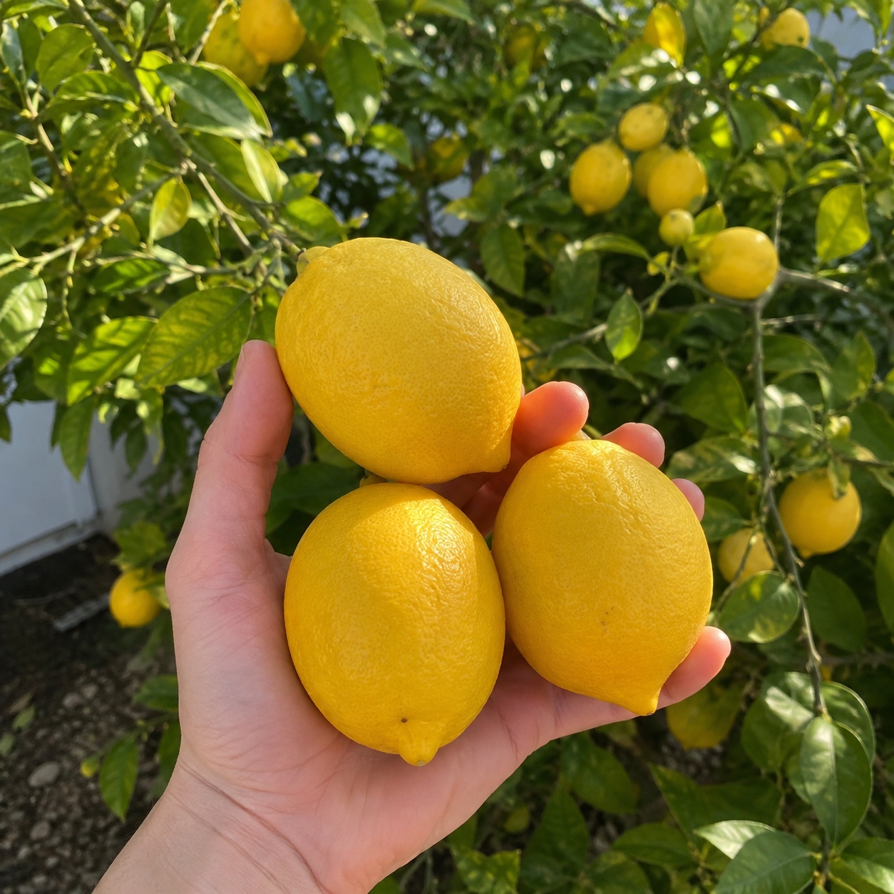 30 Pieces Meyer Lemon Tree Seeds For Planting  
