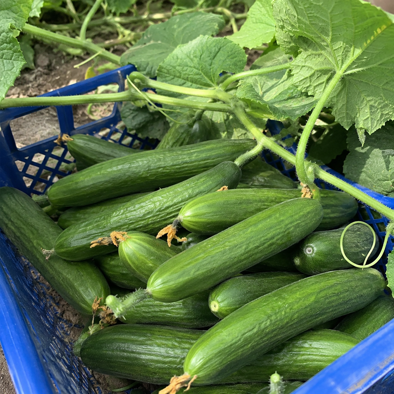 Four Seasons Melon Vegetable Seeds For Planting  