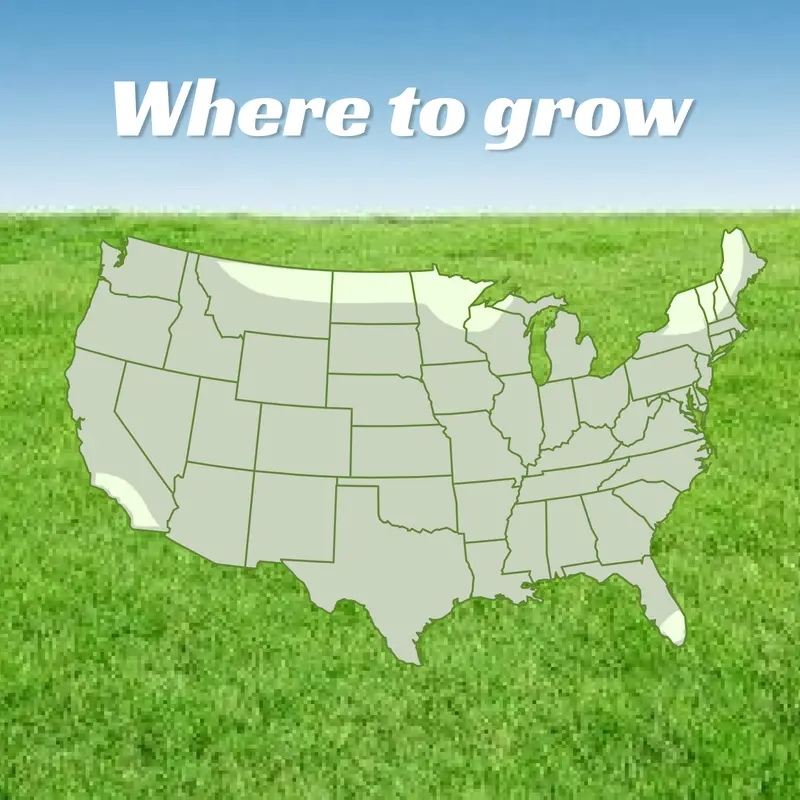 High Germination Grass Seeds For Lawns