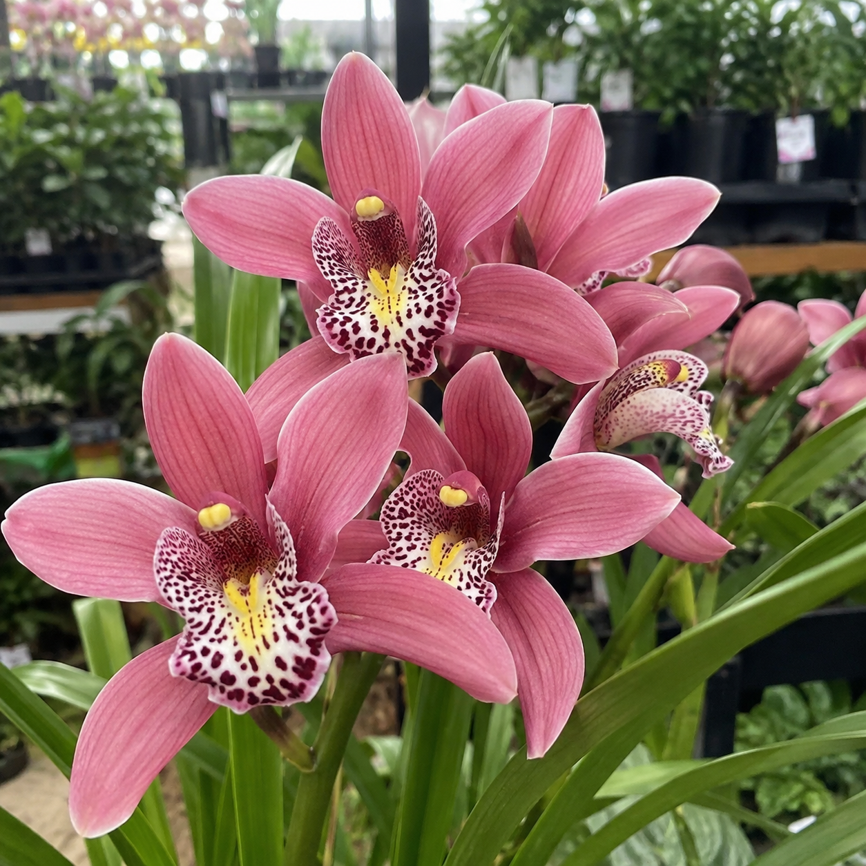 100 Pieces Creeping Grass Outdoor Indoor Plants Orchid Seeds 