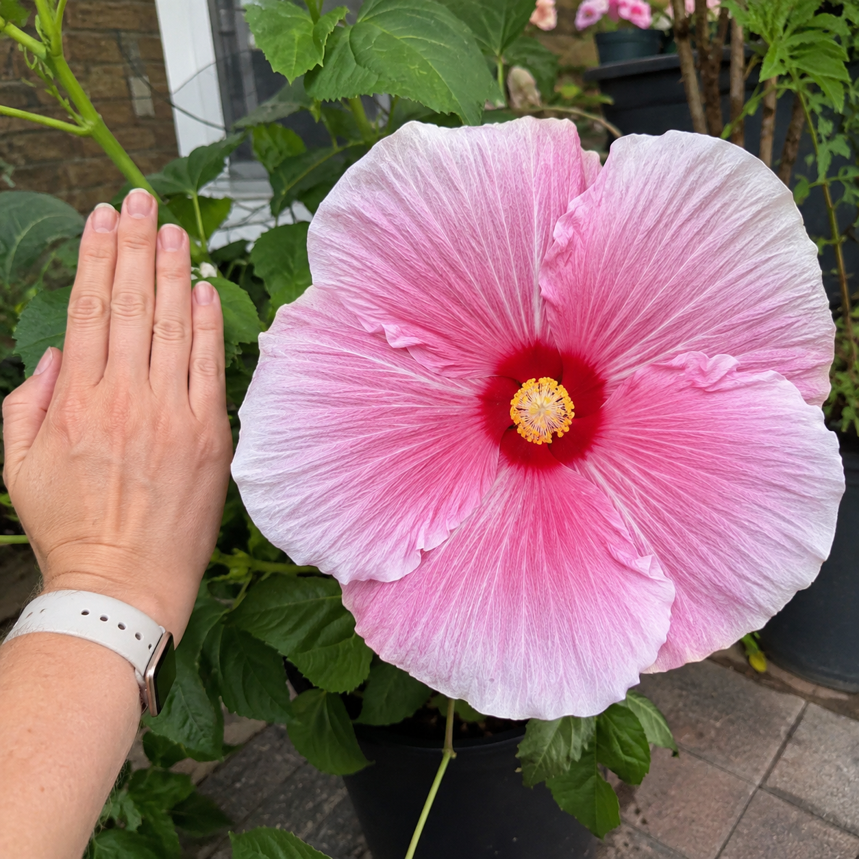 100 Pieces Mixed Giant Hibiscus Seeds for Outdoor Garden Planting