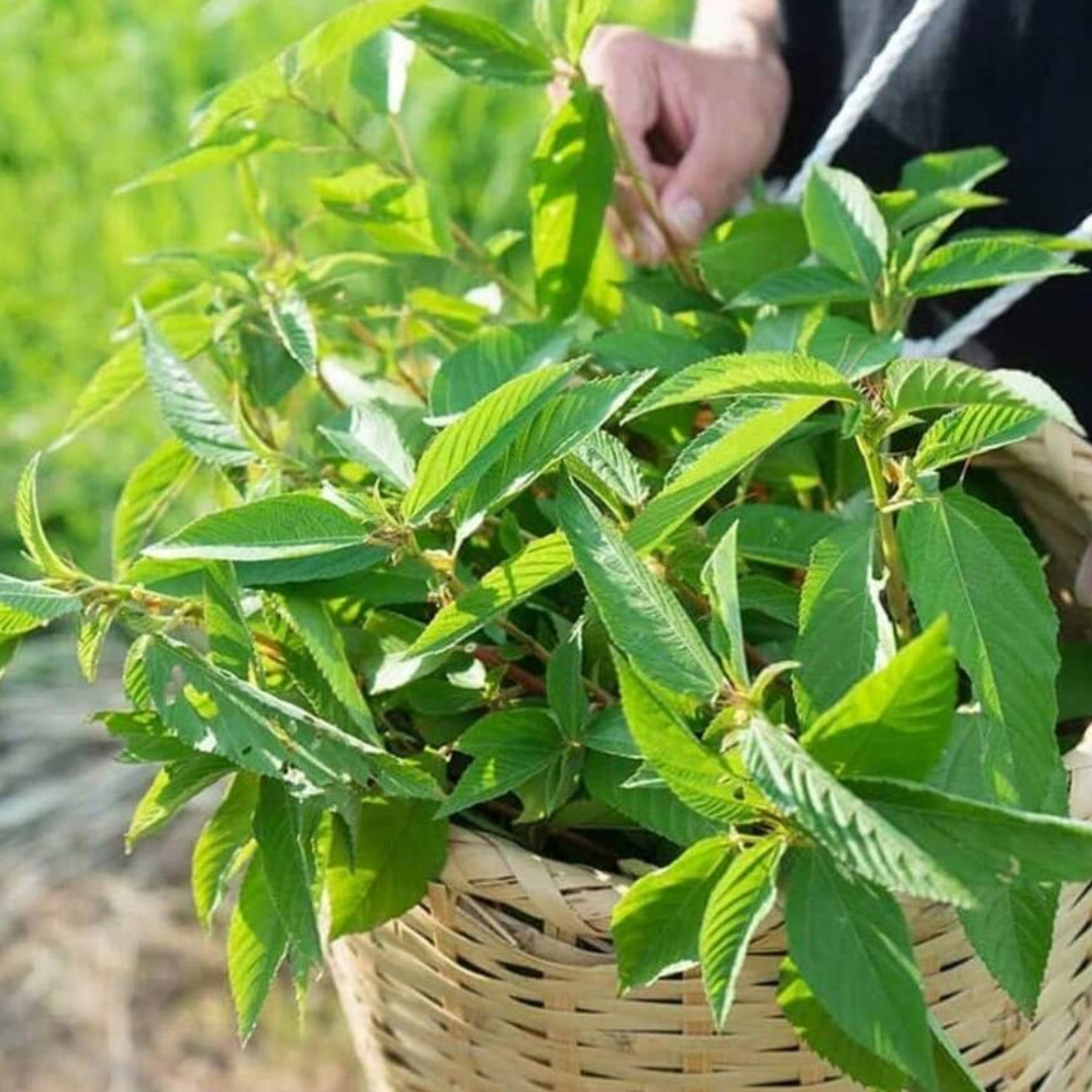Non Gmo Perennial Egyptian Spinach Plants Seeds For Growing Fresh Molokhia