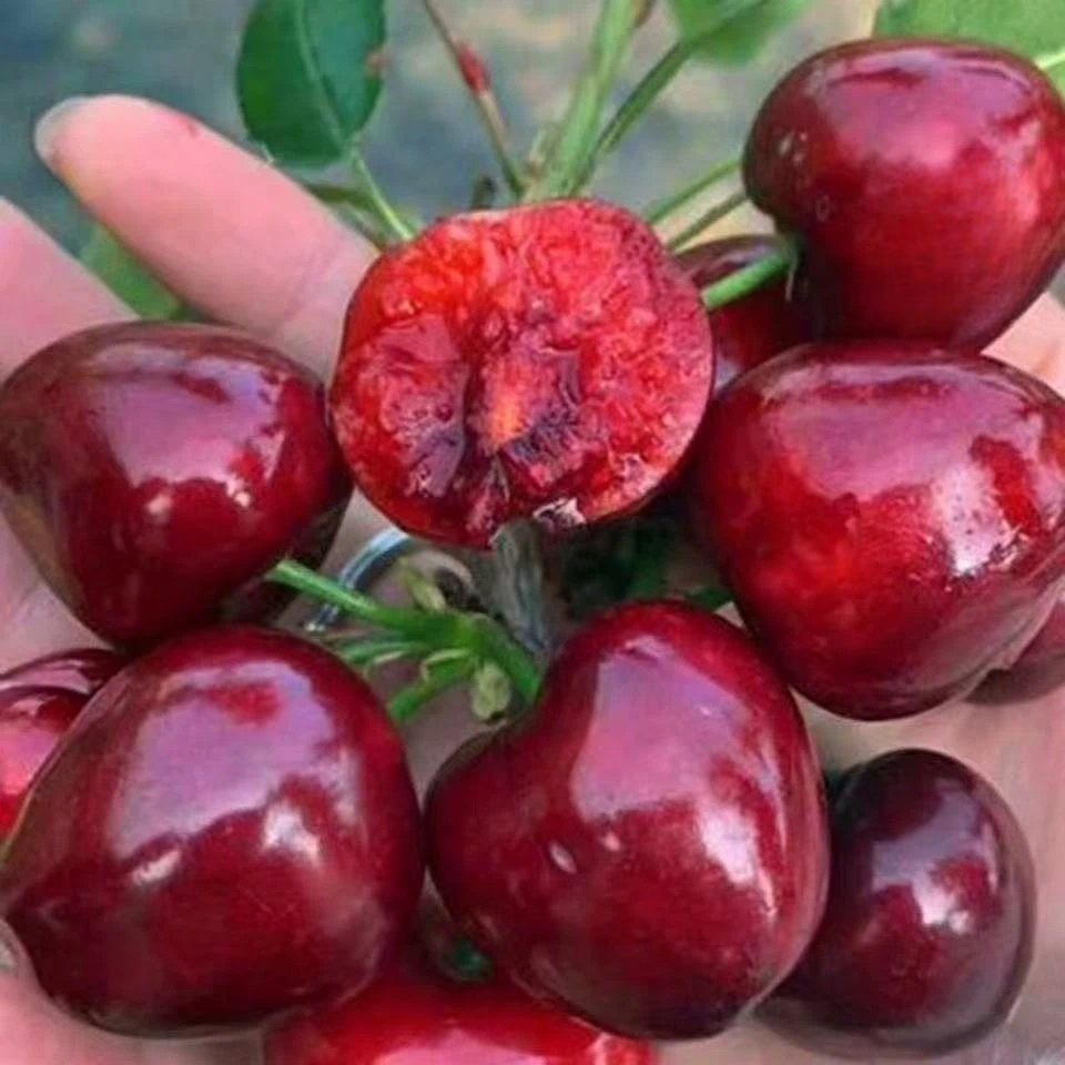 Cherry Saplings With Strong Root System Seeds For Gardens And Balconies