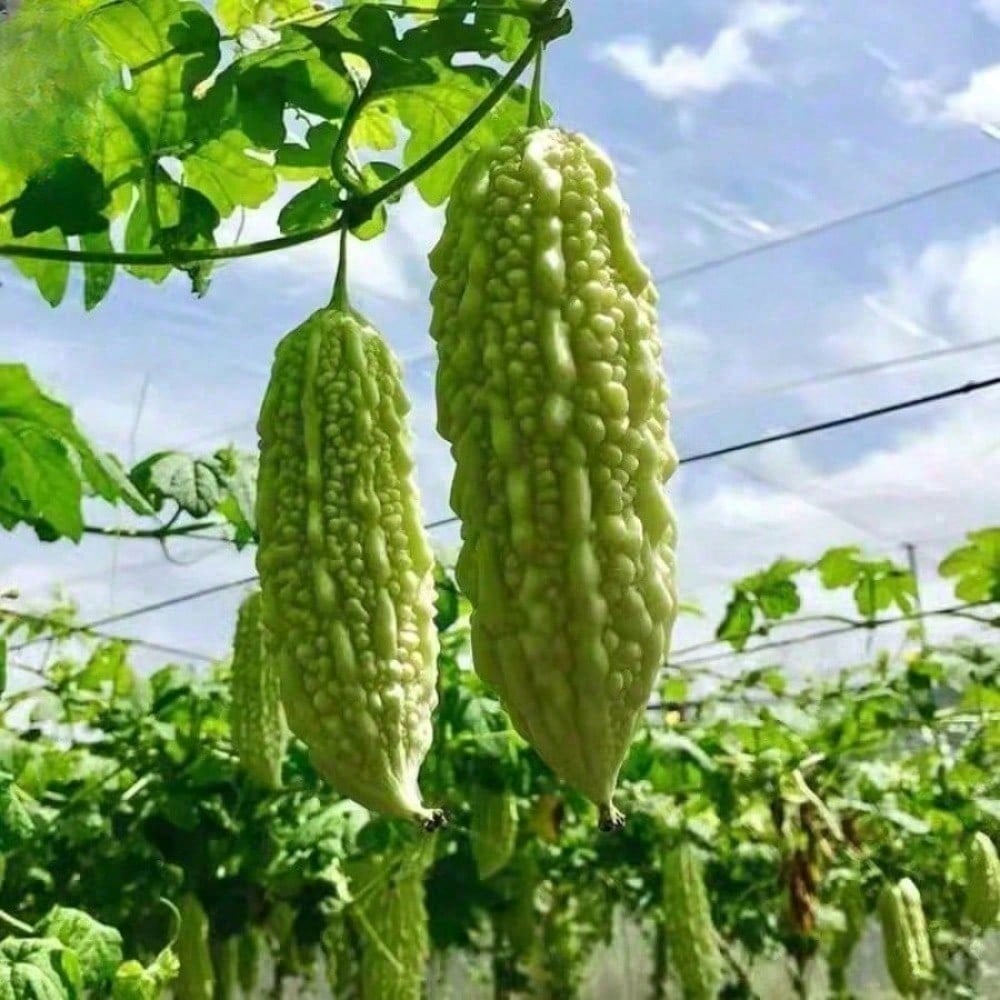 Bitter Gourd Ampalaya Long Green Plants Seeds 10 Pack