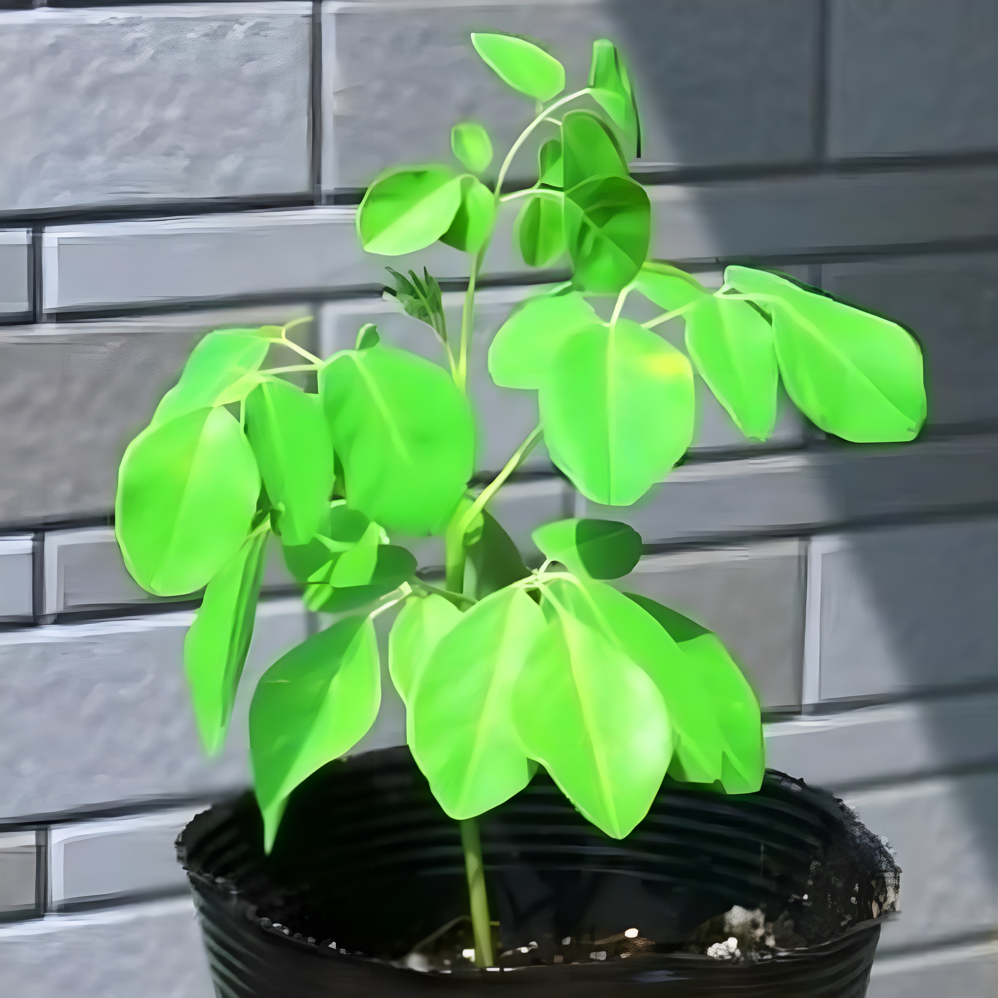 Moringa Tree Plants Seed For Planting
