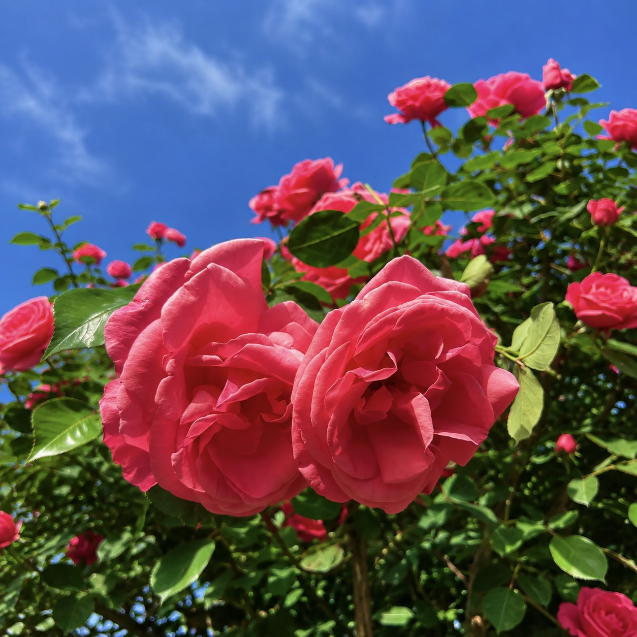 200 Pieces Climbing Wall Evergreen Rose Garden Seeds